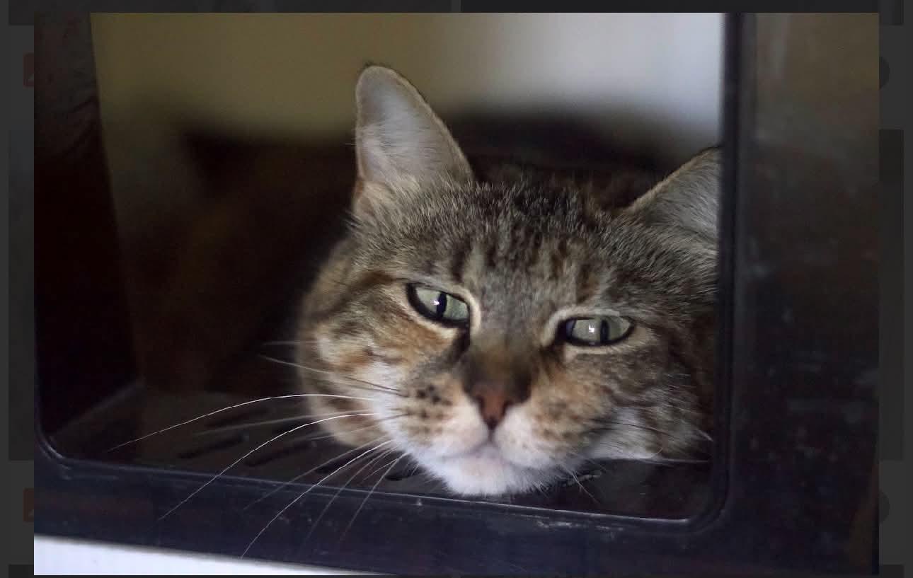 Leandra, Adoptable, Adult Female Domestic Short Hair.
