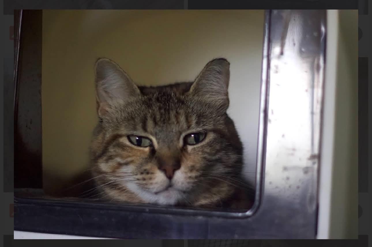 Enlarge Leandra, a Adoptable Domestic Short Hair in Acushnet, MA image 2/4