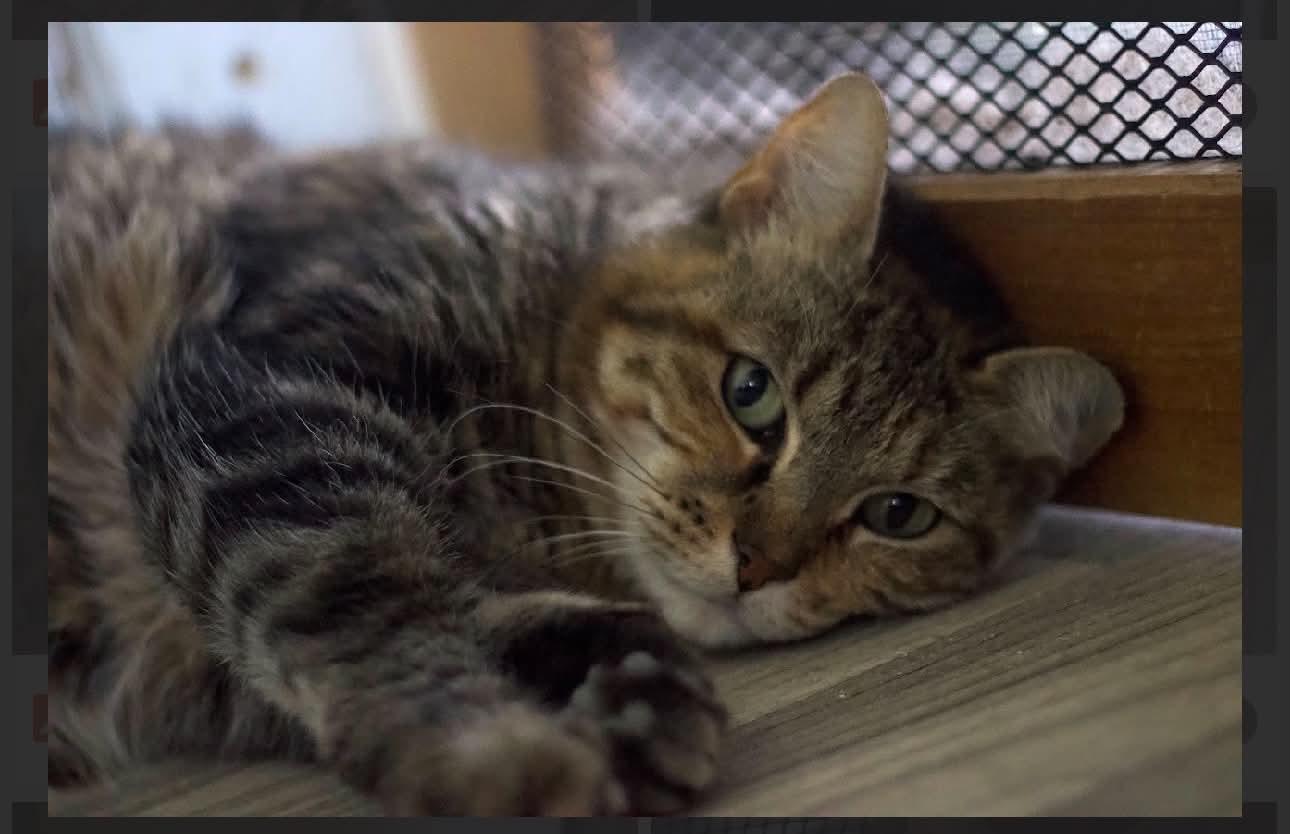 Enlarge Leandra, a Adoptable Domestic Short Hair in Acushnet, MA image 3/4