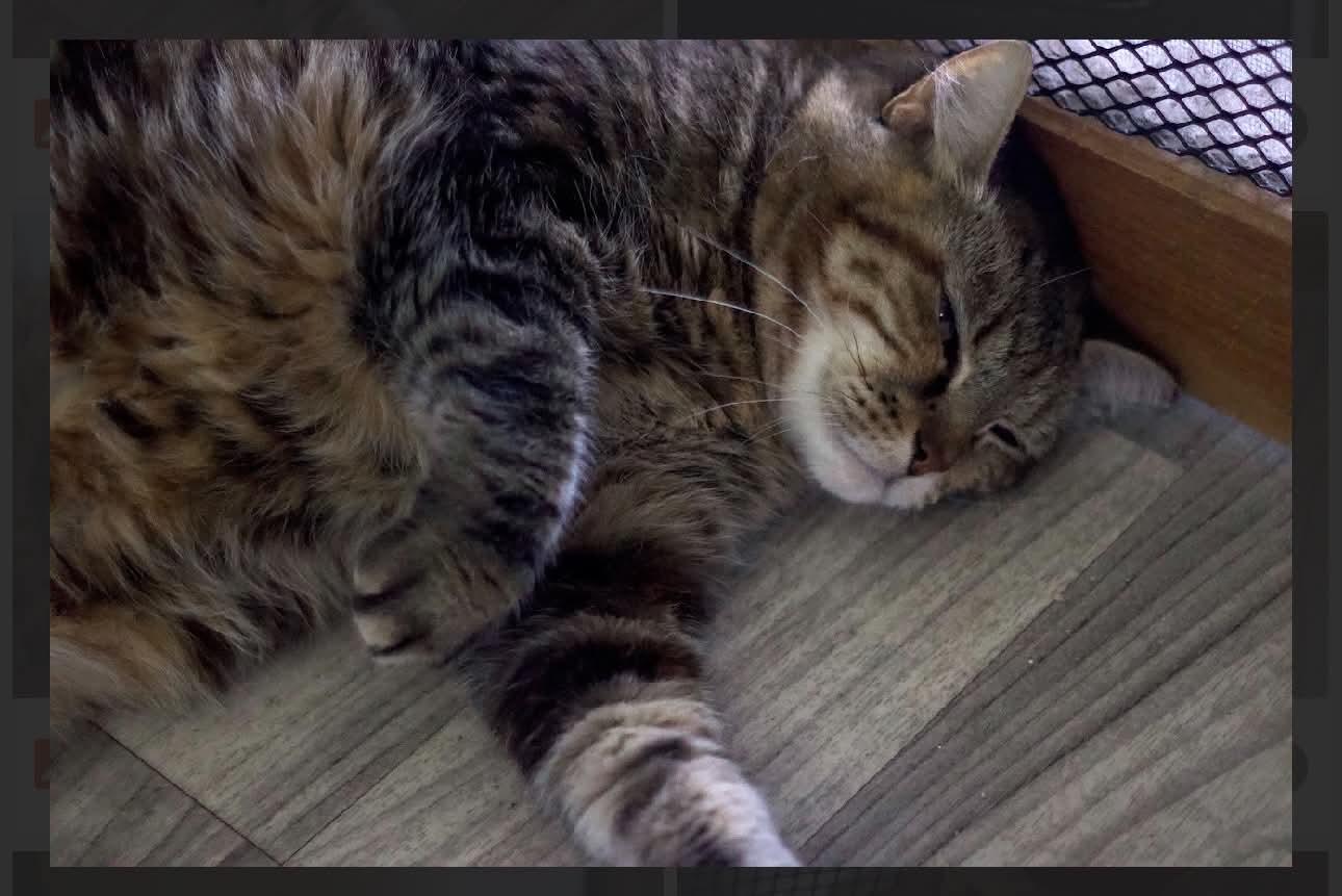 Enlarge Leandra, a Adoptable Domestic Short Hair in Acushnet, MA image 4/4