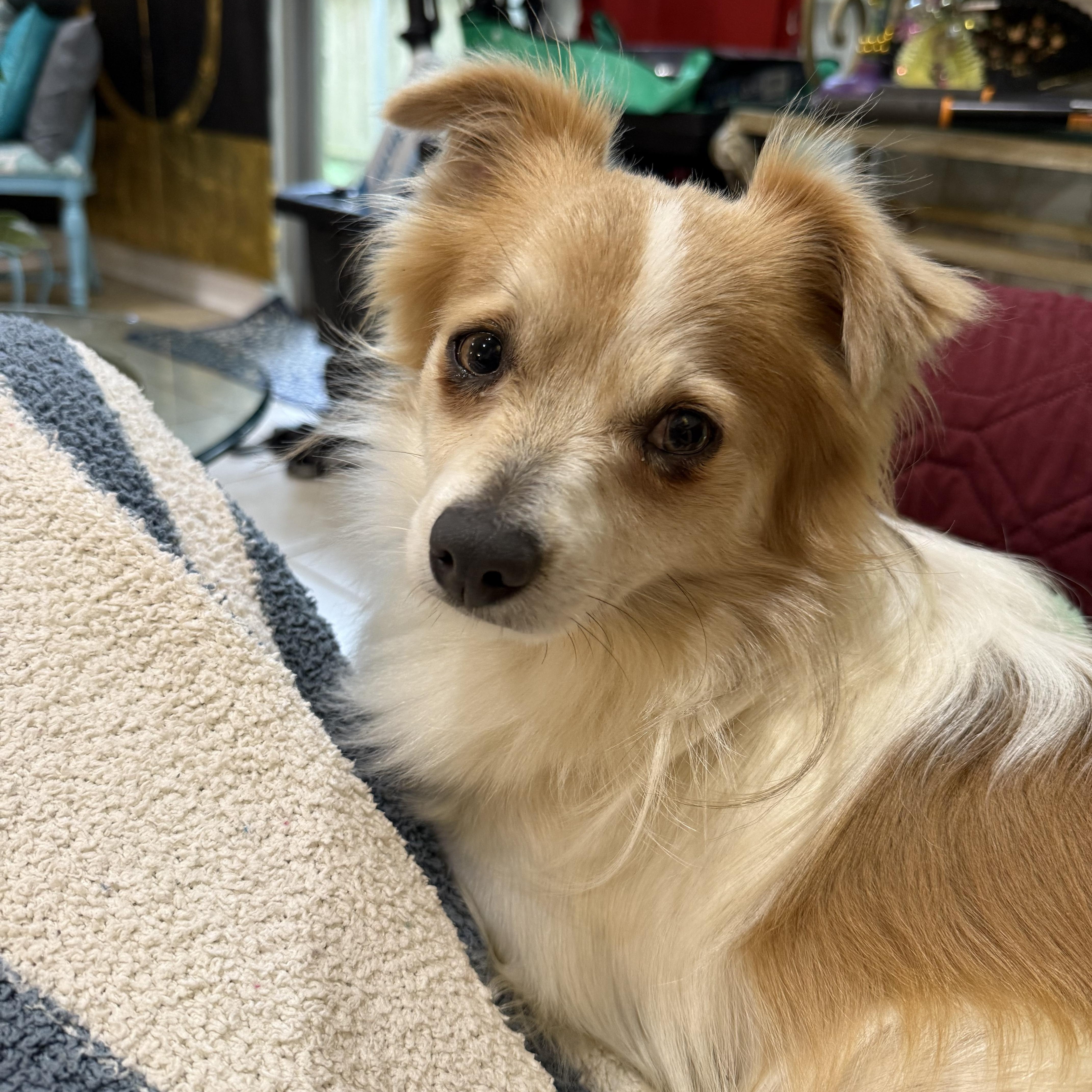 Tom (Benefactor Dog), an adoptable Papillon, Chihuahua in New Orleans, LA, 70124 | Photo Image 5