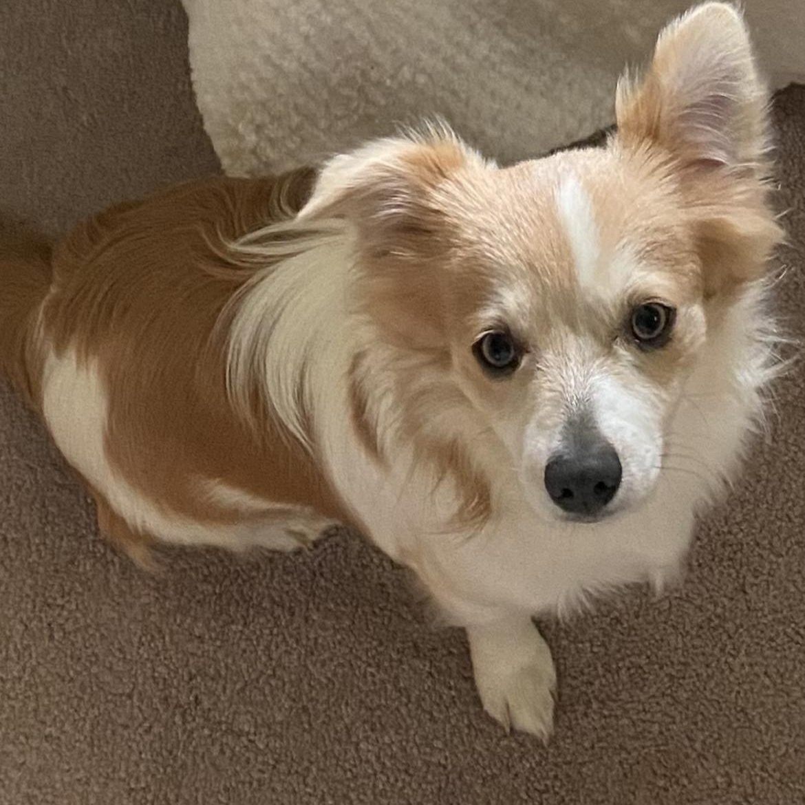 Tom (Benefactor Dog), an adoptable Papillon, Chihuahua in New Orleans, LA, 70124 | Photo Image 4