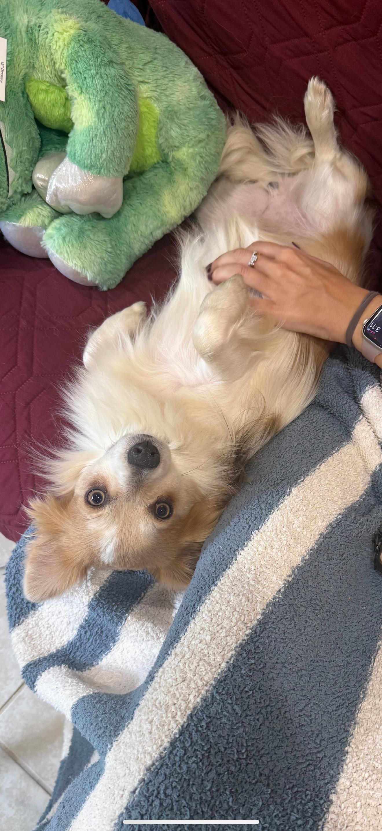 Tom (Benefactor Dog), an adoptable Papillon, Chihuahua in New Orleans, LA, 70124 | Photo Image 6