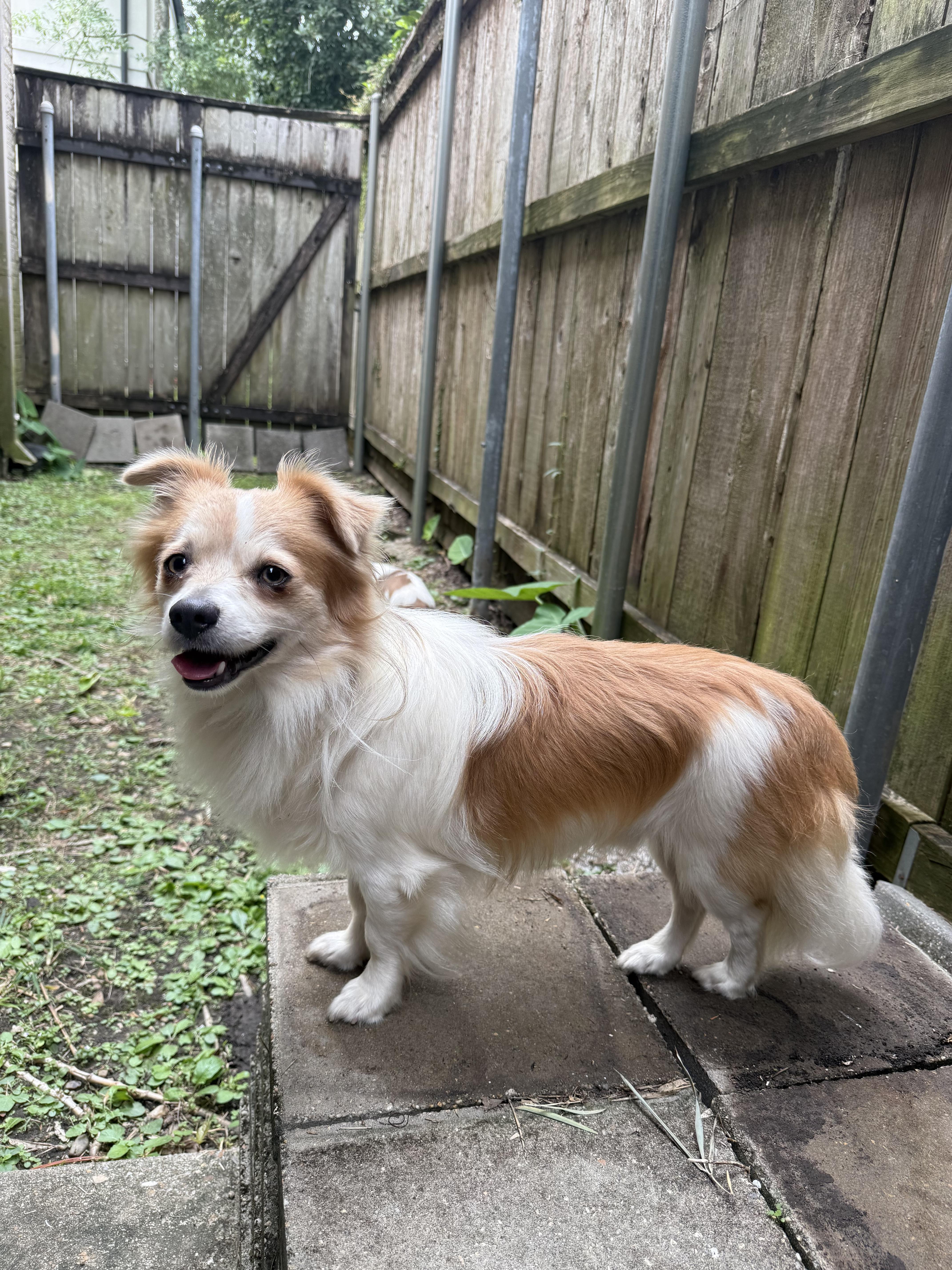 Tom (Benefactor Dog), an adoptable Papillon, Chihuahua in New Orleans, LA, 70124 | Photo Image 2