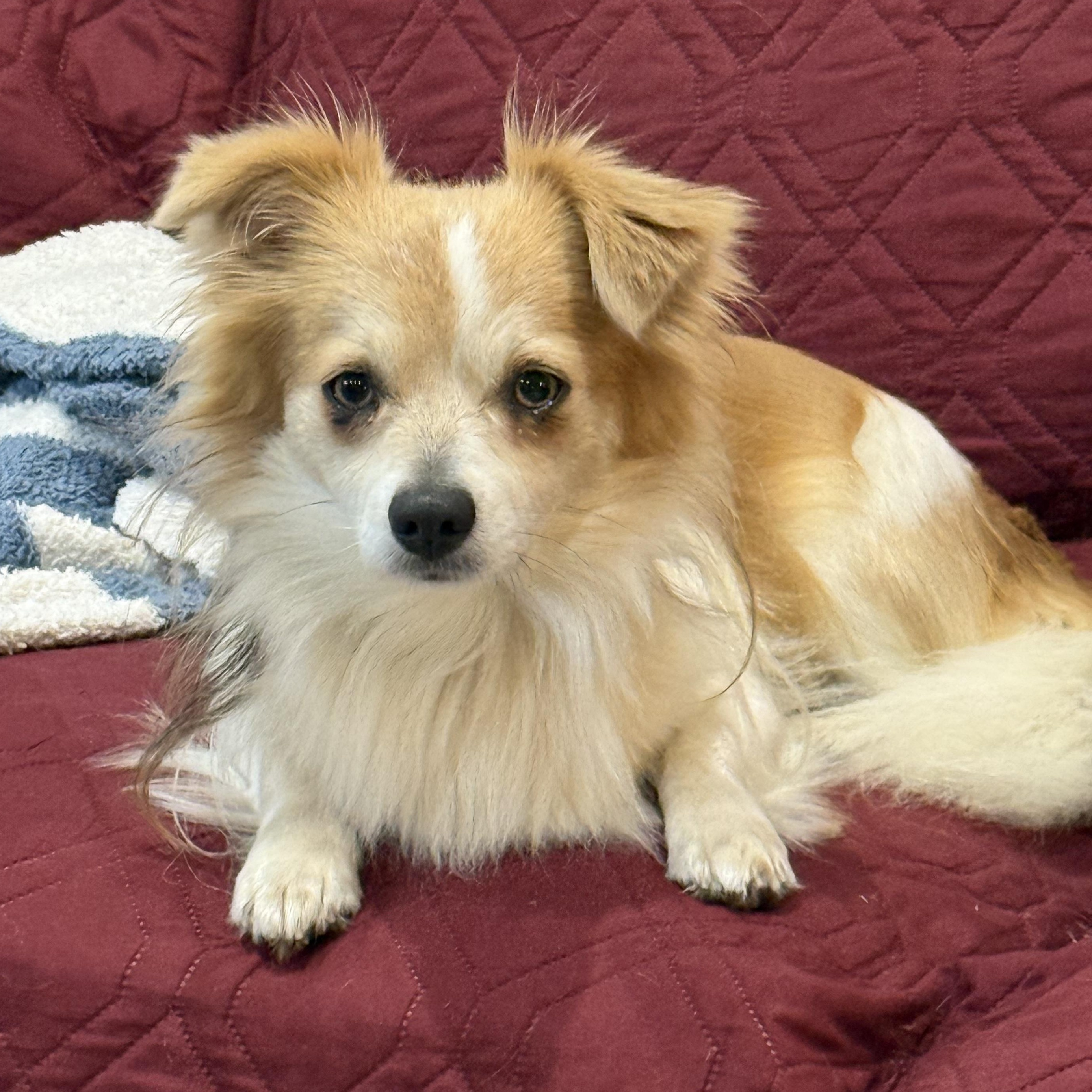 Tom (Benefactor Dog), an adoptable Papillon, Chihuahua in New Orleans, LA, 70124 | Photo Image 1