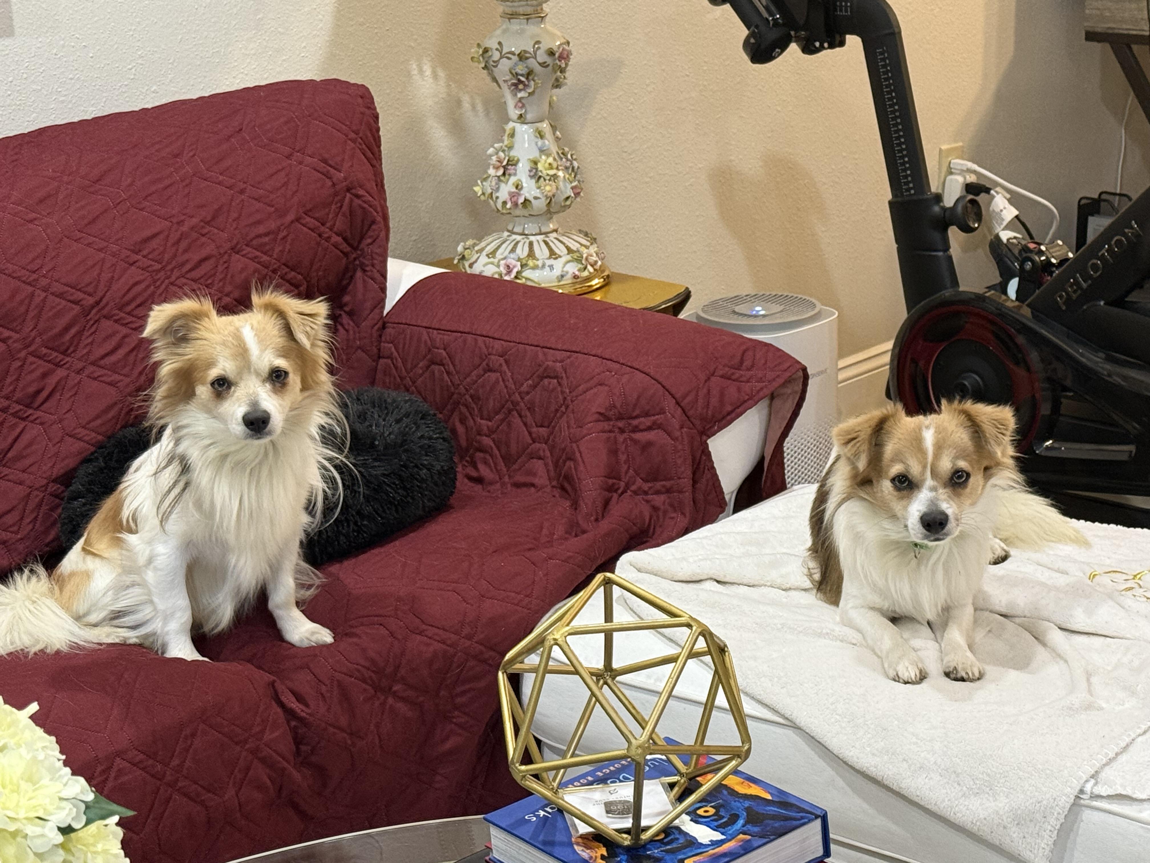 Tom (Benefactor Dog), an adoptable Papillon, Chihuahua in New Orleans, LA, 70124 | Photo Image 7