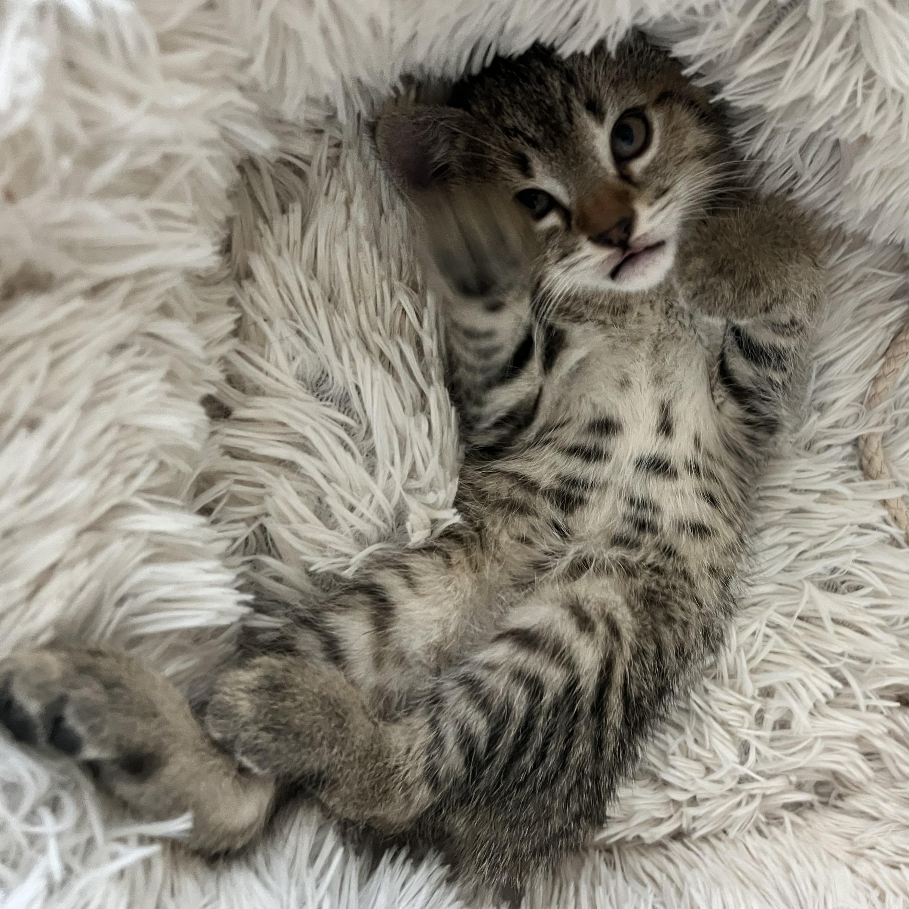 Doug and 2 siblings, Adoptable, Kitten Male Domestic Short Hair.