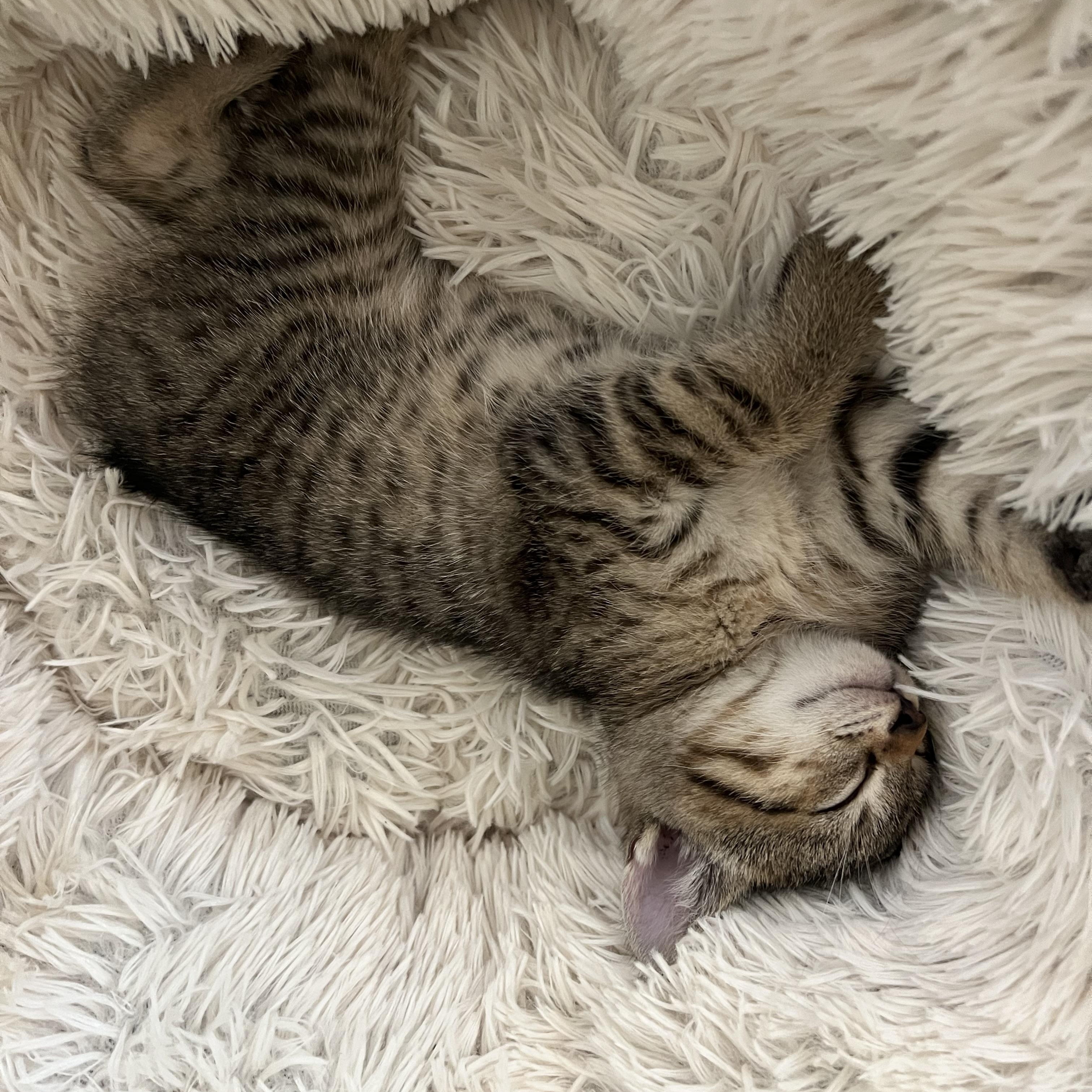 Doug and 2 siblings, a Adoptable Domestic Short Hair in Redding, CA image 3/3