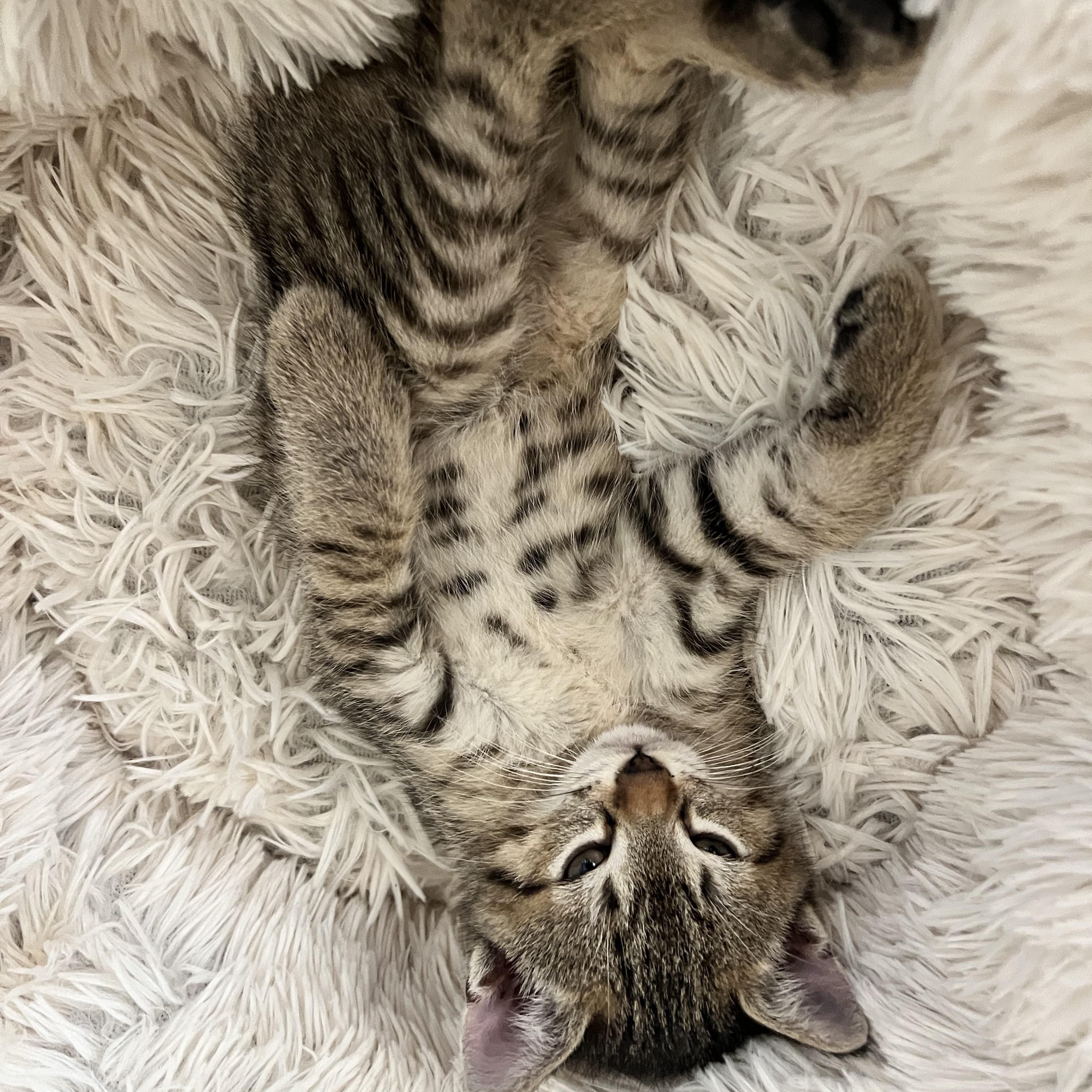 Doug and 2 siblings, a Adoptable Domestic Short Hair in Redding, CA image 2/3