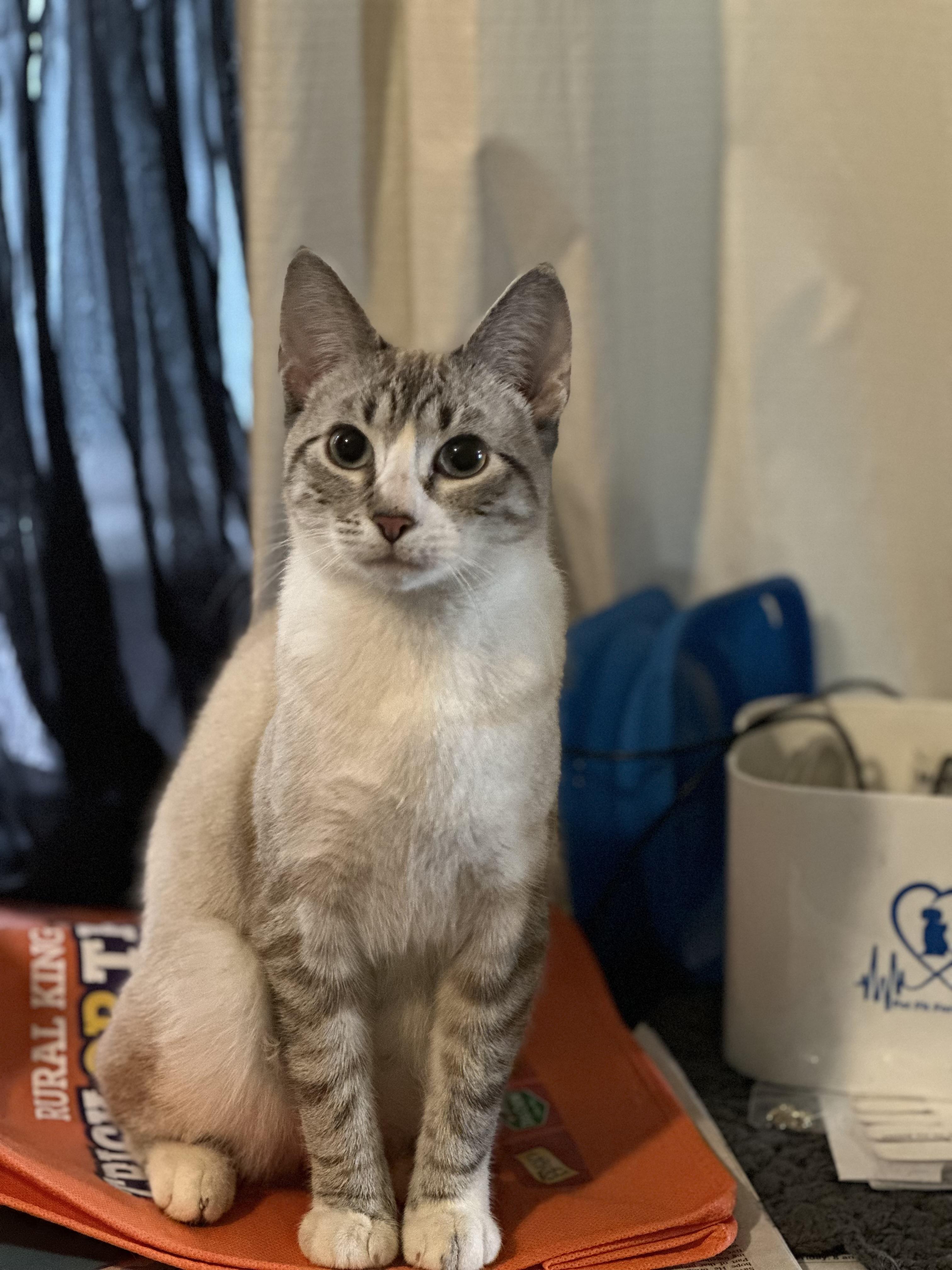 Enlarge Chloe, an adopted Domestic Short Hair in Tyrone, PA image 1/1