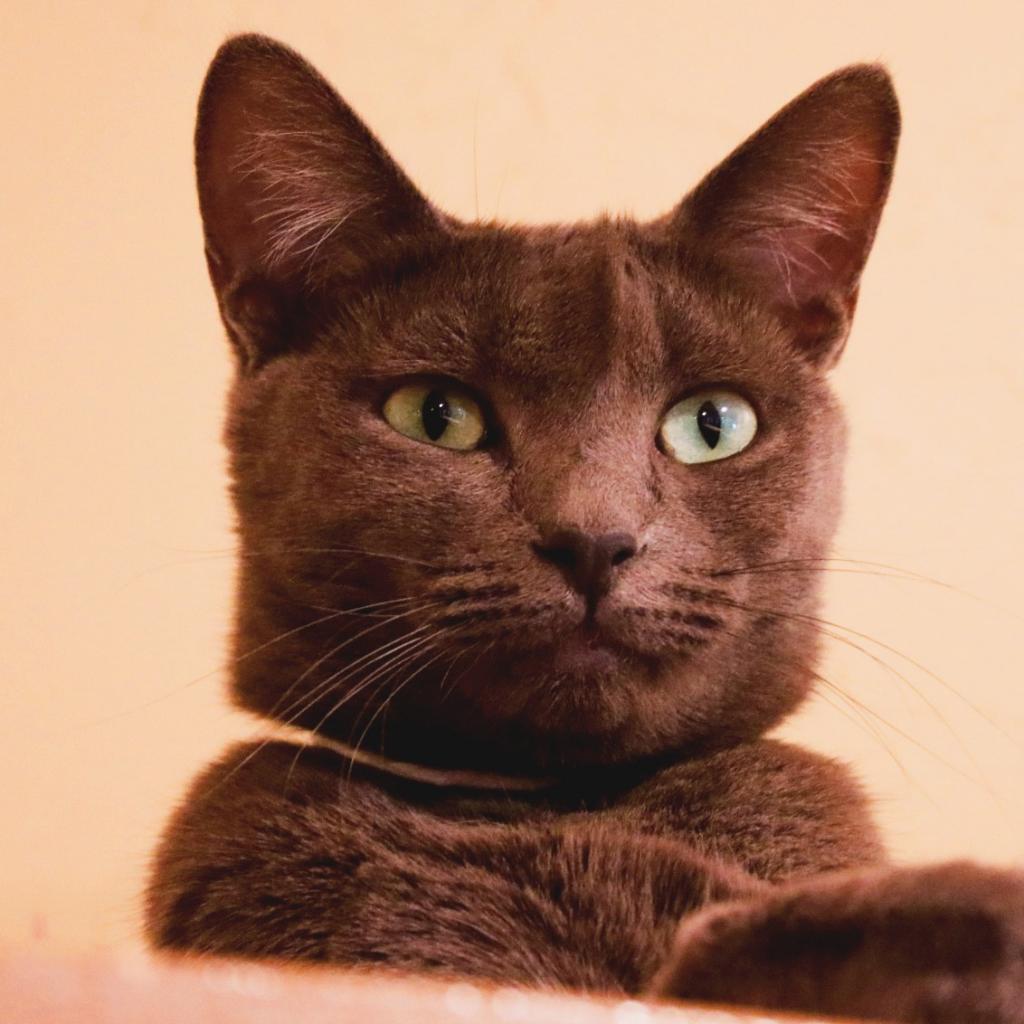 Enlarge Wunka, a Adoptable Domestic Short Hair in Tucson, AZ image 1/6