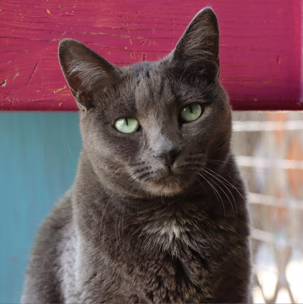 Enlarge Wunka, a Adoptable Domestic Short Hair in Tucson, AZ image 2/6
