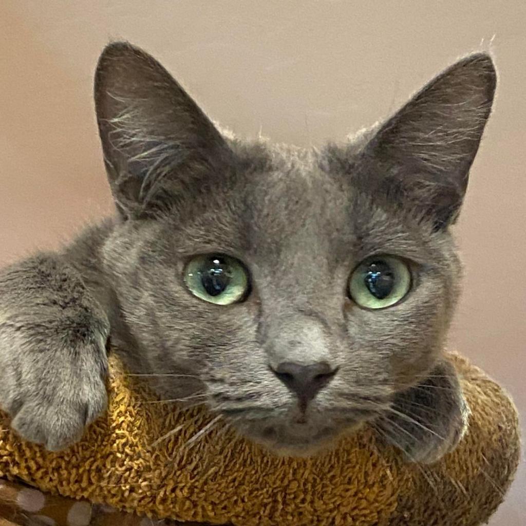 Enlarge Wunka, a Adoptable Domestic Short Hair in Tucson, AZ image 3/6