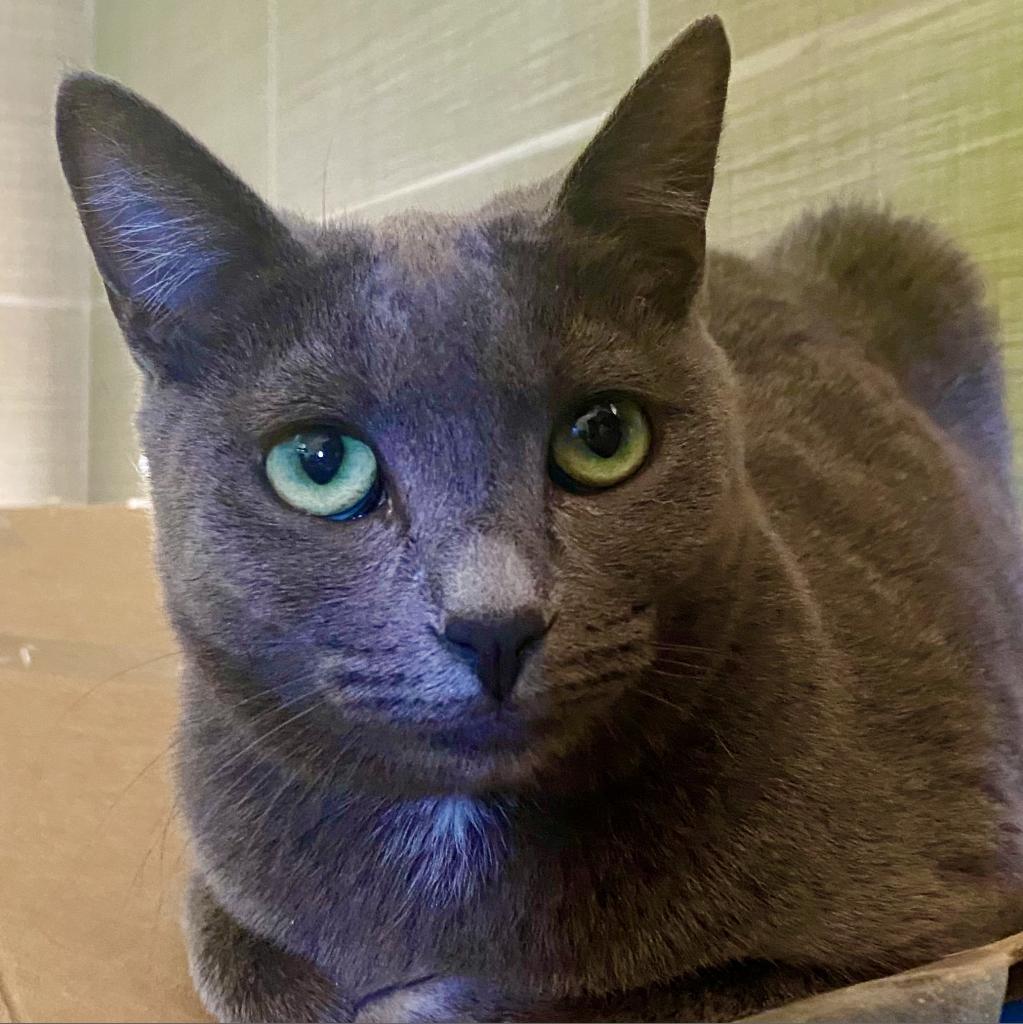 Enlarge Wunka, a Adoptable Domestic Short Hair in Tucson, AZ image 5/6