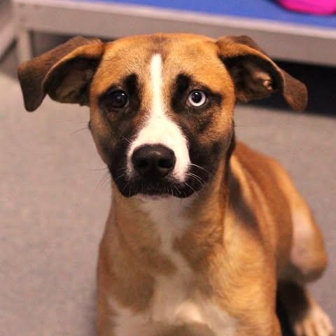 26-01427, ADOPTABLE, Adult Female Boxer & Husky.
