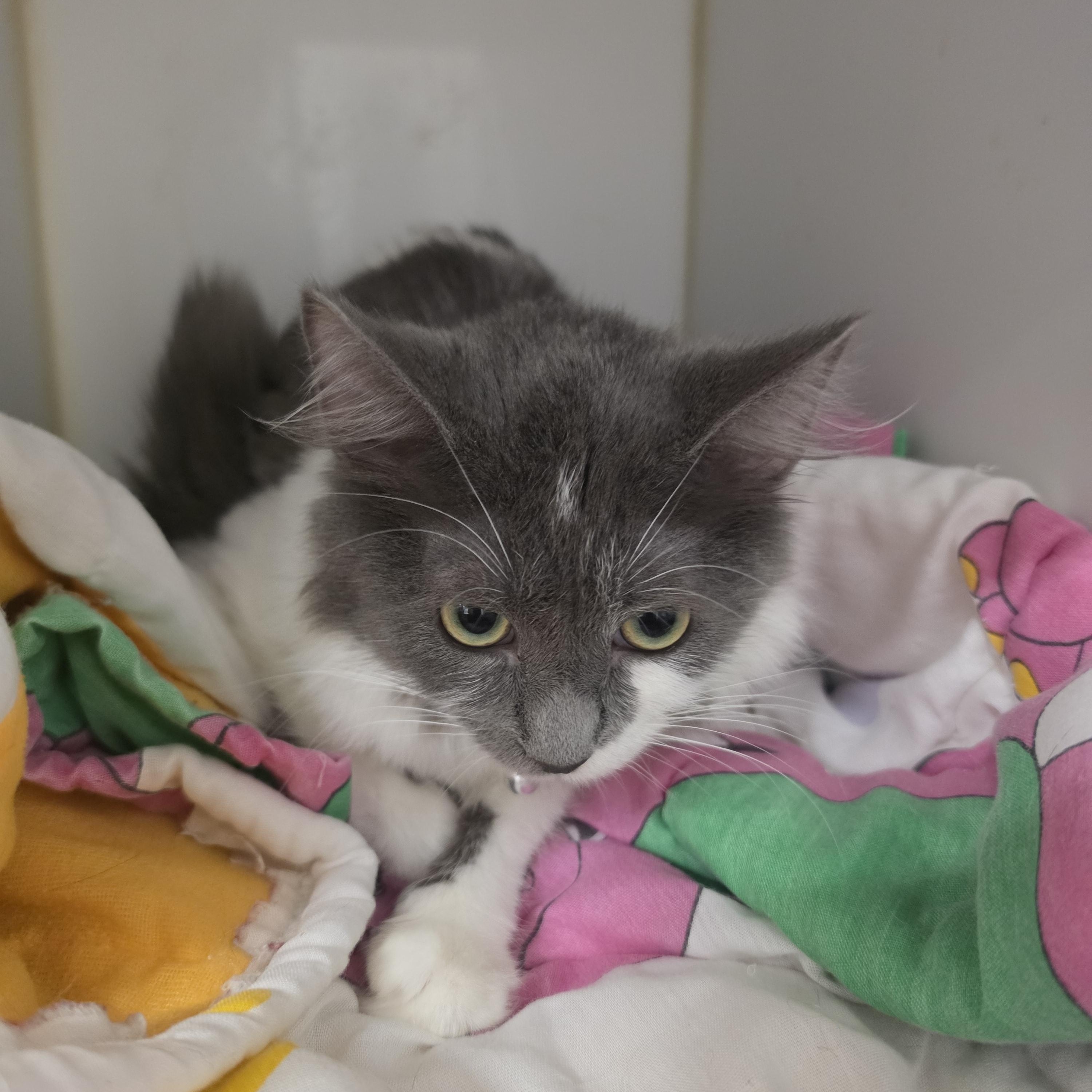 Enlarge Luna Lia, a Adopted Domestic Medium Hair in Orange, CA image 4/4