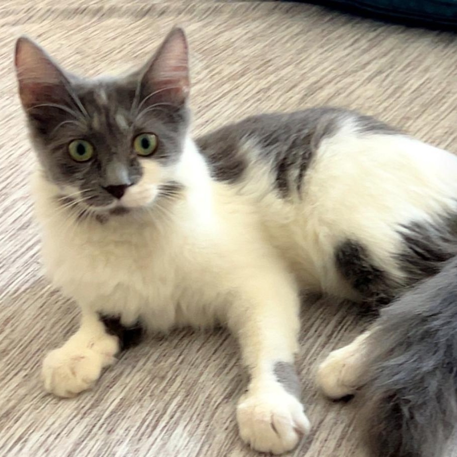 Enlarge Luna Lia, a Adopted Domestic Medium Hair in Orange, CA image 1/4