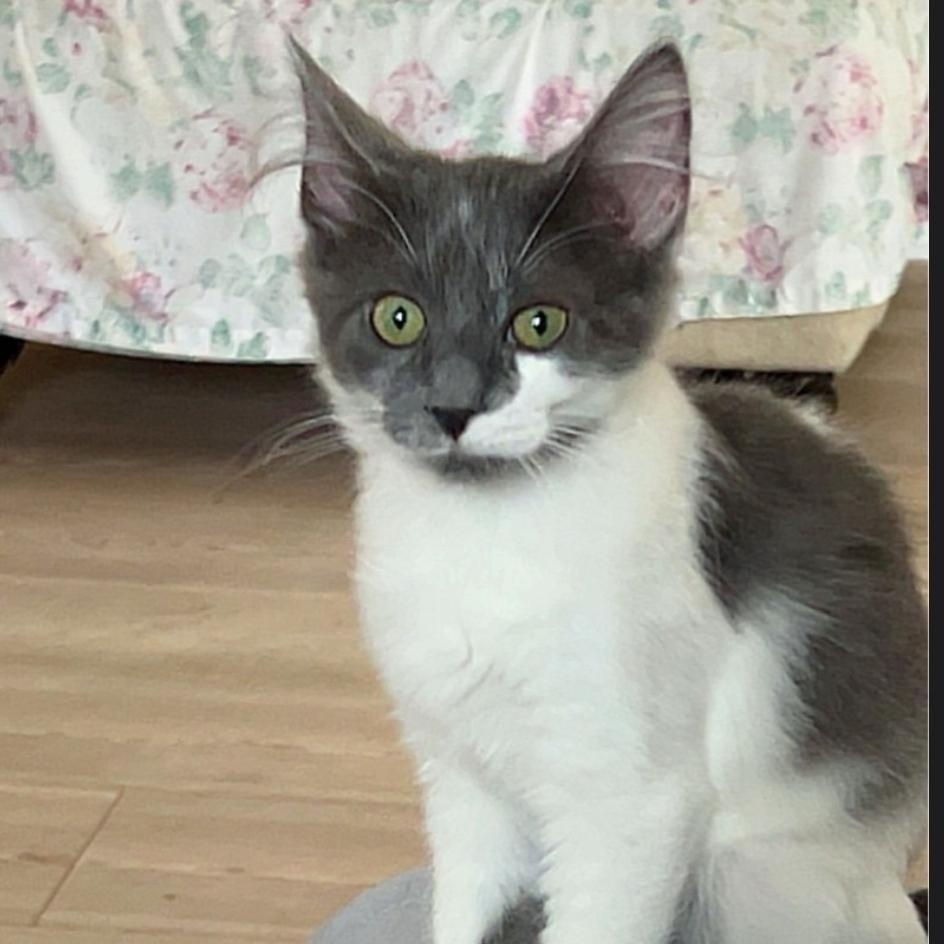 Enlarge Luna Lia, a Adopted Domestic Medium Hair in Orange, CA image 2/4