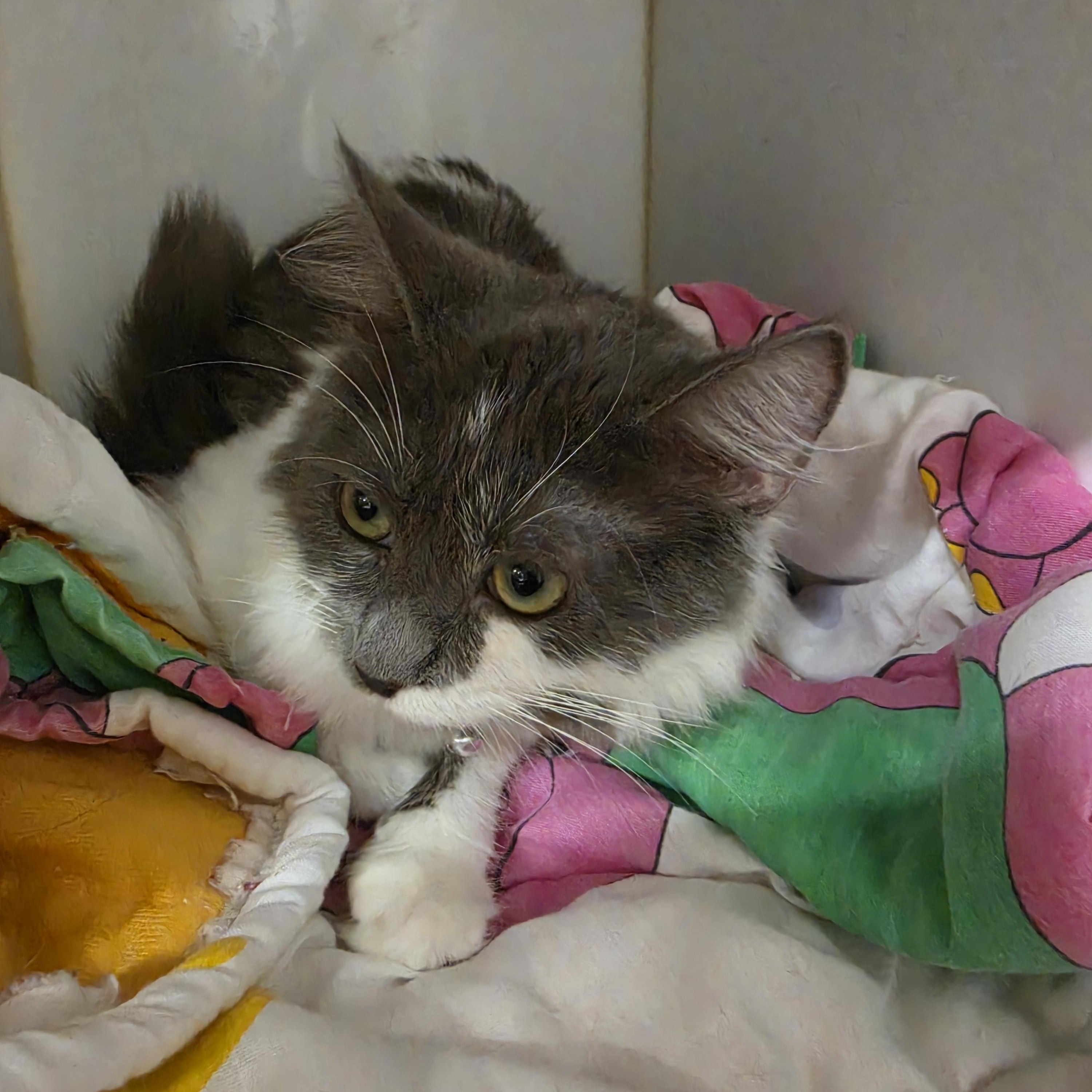 Enlarge Luna Lia, a Adopted Domestic Medium Hair in Orange, CA image 3/4