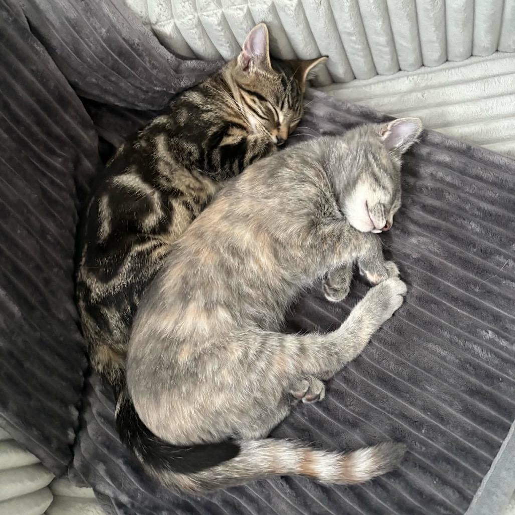 Enlarge Freyja, a Adoptable Domestic Short Hair in Calgary, AB image 1/6