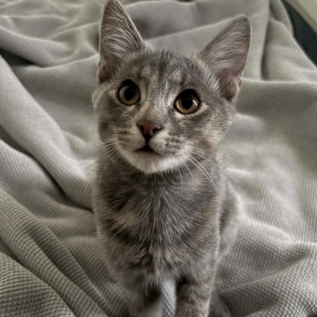Enlarge Freyja, a Adoptable Domestic Short Hair in Calgary, AB image 2/6