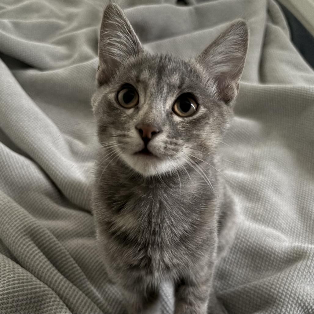 Enlarge Freyja, a Adoptable Domestic Short Hair in Calgary, AB image 3/6