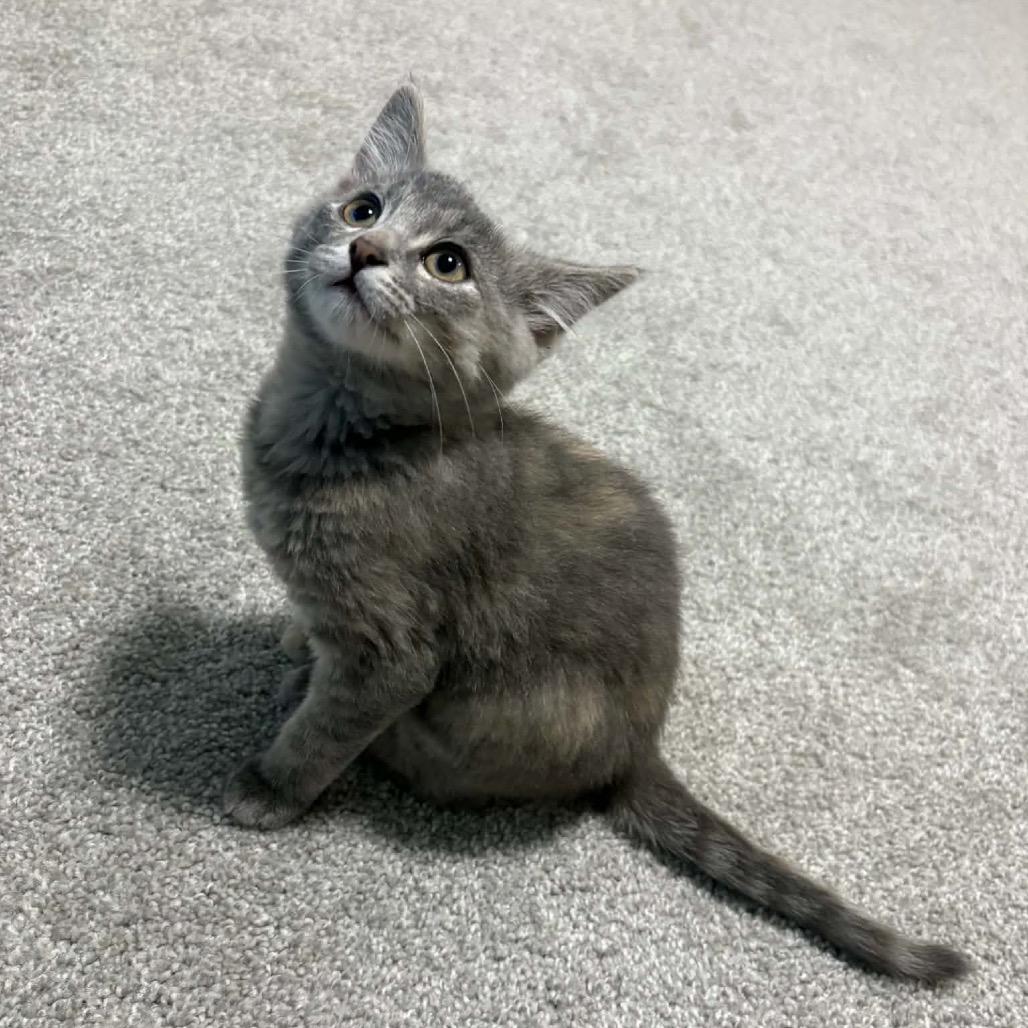 Enlarge Freyja, a Adoptable Domestic Short Hair in Calgary, AB image 4/6