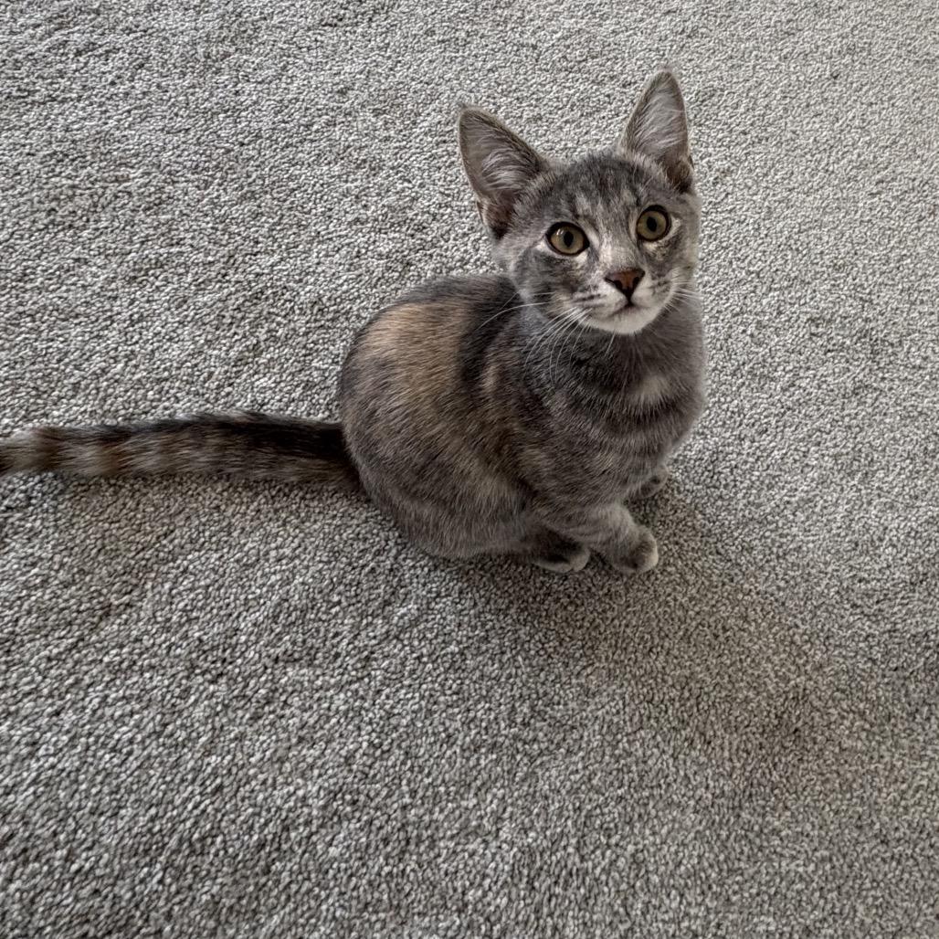 Enlarge Freyja, a Adoptable Domestic Short Hair in Calgary, AB image 5/6
