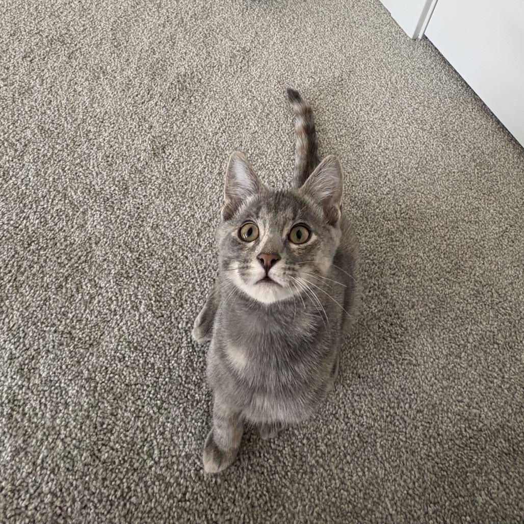 Enlarge Freyja, a Adoptable Domestic Short Hair in Calgary, AB image 6/6
