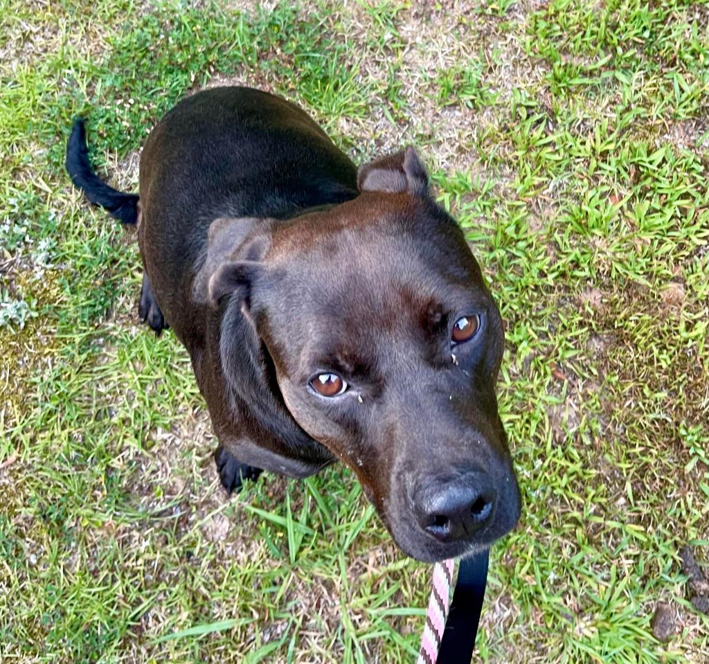 Enlarge Sienna  A047879, a Adoptable mixed breed in Sharpsburg, GA image 1/6