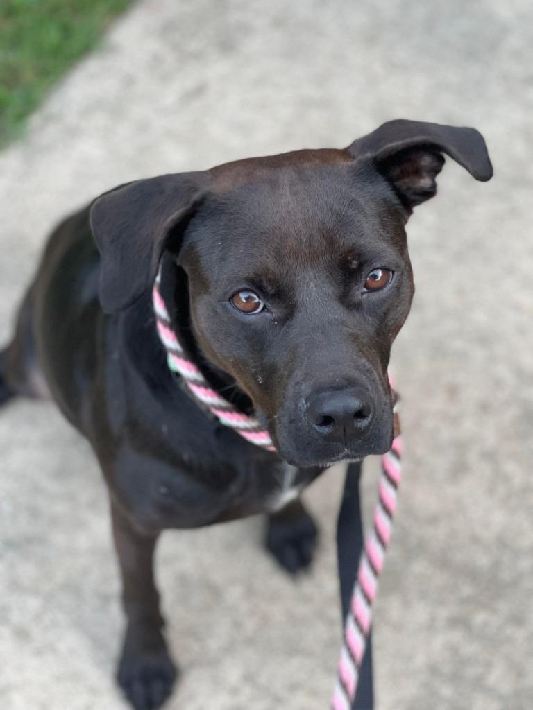 Enlarge Sienna  A047879, a Adoptable mixed breed in Sharpsburg, GA image 2/6