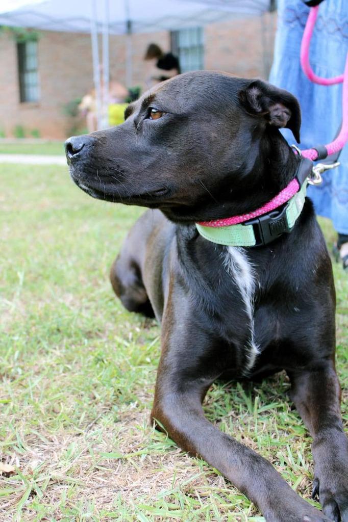 Sienna  A047879, Adoptable, Adult Female Staffordshire Bull Terrier & Mixed Breed.