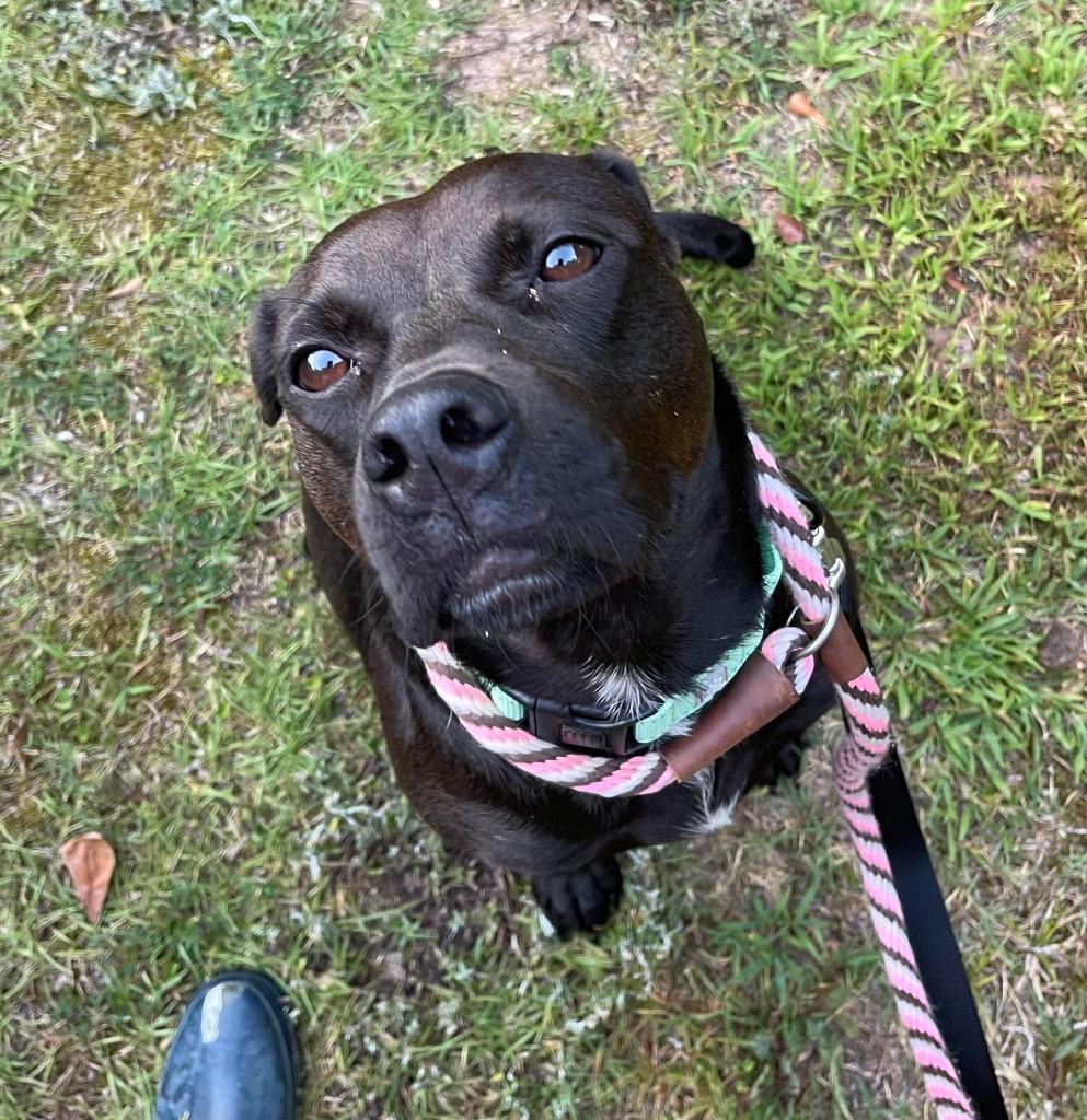 Sienna A047879, a Adoptable mixed breed in Sharpsburg, GA image 5/6