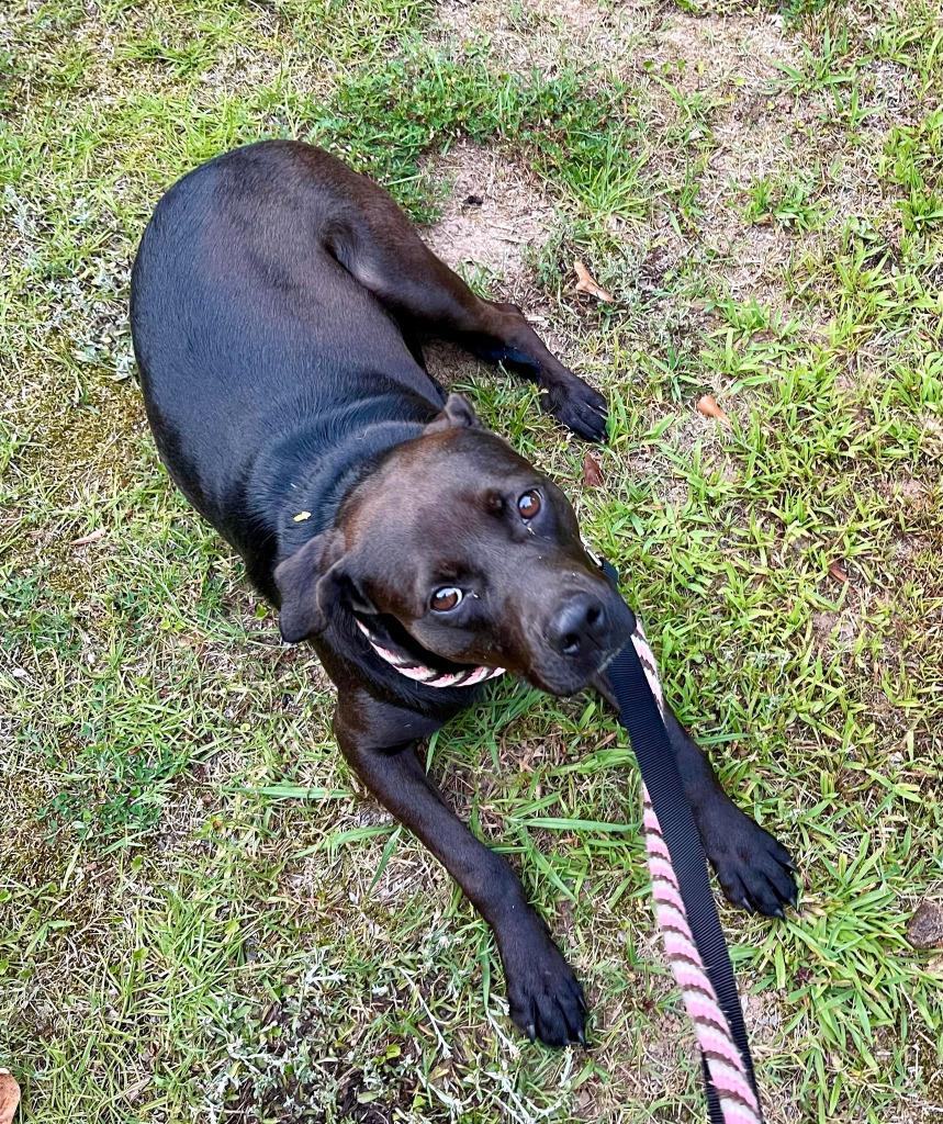 Sienna A047879, a Adoptable mixed breed in Sharpsburg, GA image 6/6