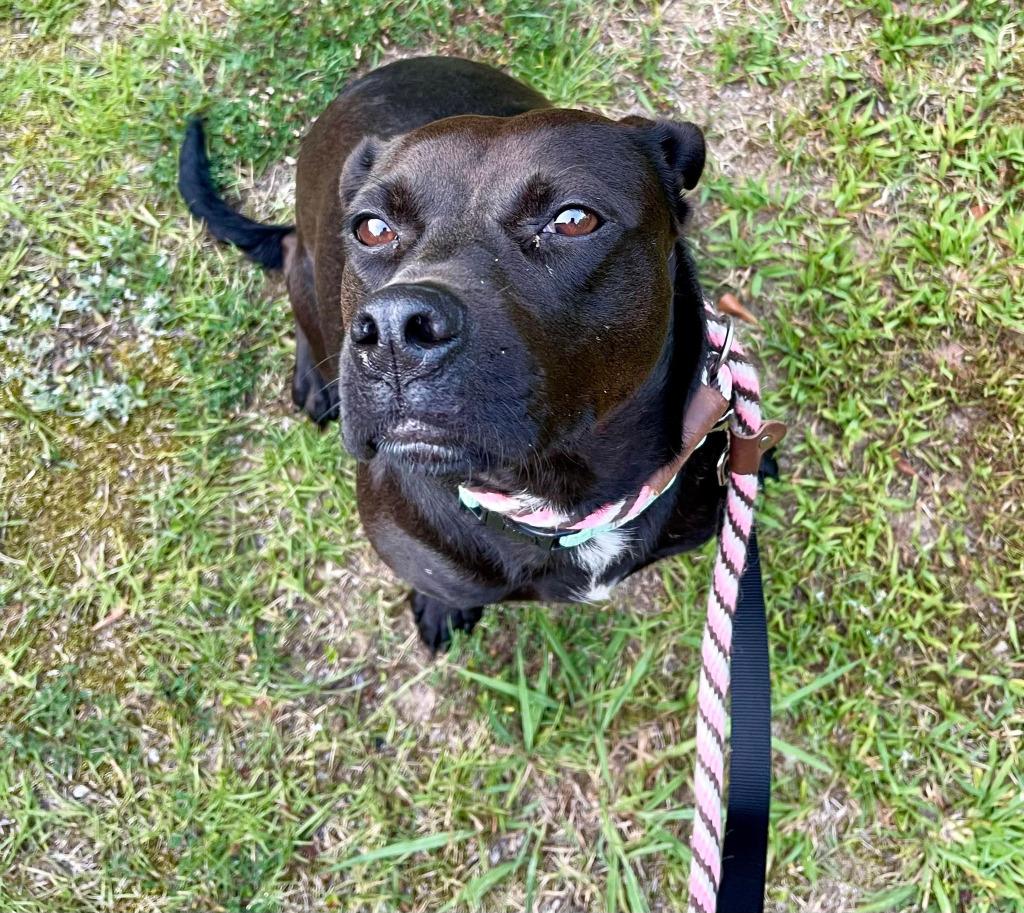 Enlarge Sienna  A047879, a Adoptable mixed breed in Sharpsburg, GA image 6/6