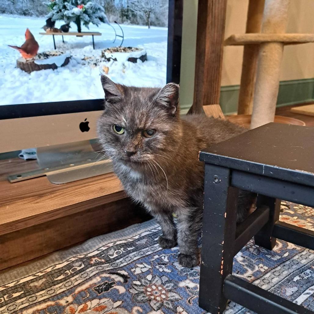 Tonks (Baby), Adoptable, Senior Female Domestic Short Hair.