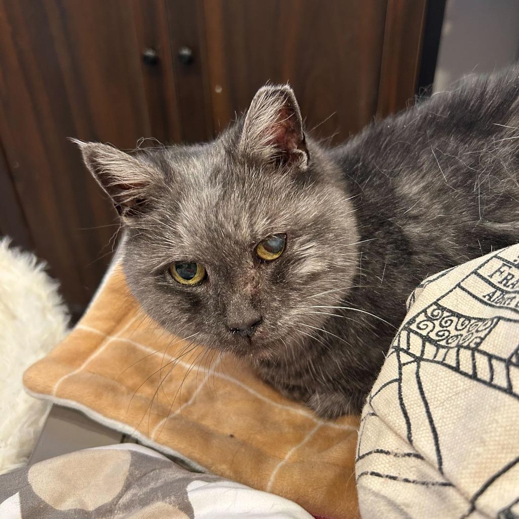 Enlarge Tonks (Baby), a Adoptable Domestic Short Hair in Alexandria, VA image 1/1