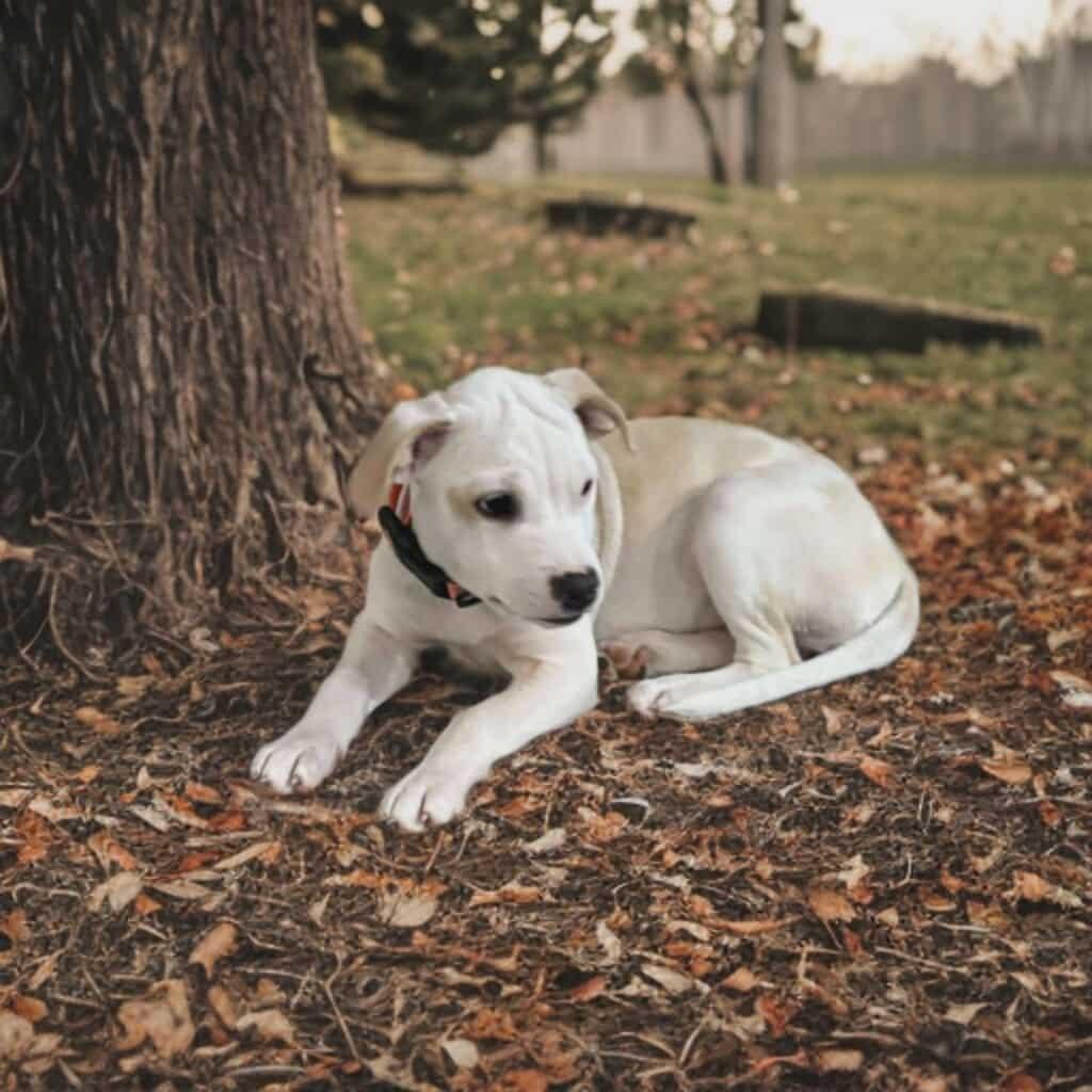 Enlarge Patty, a Adoptable mixed breed in Phoenix, AZ image 2/6