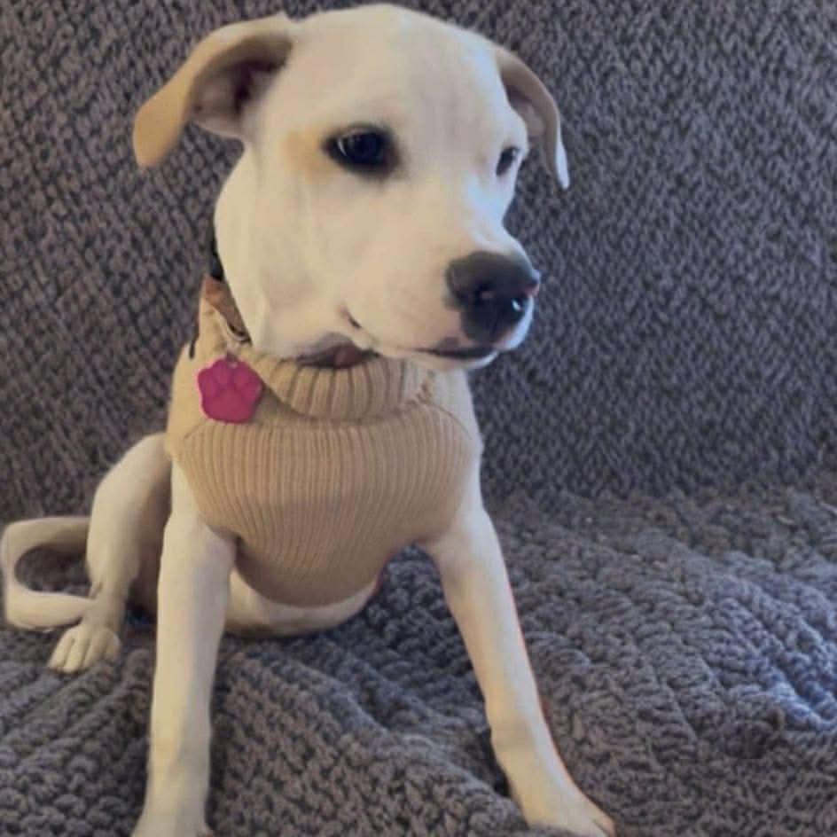 Enlarge Patty, a Adoptable mixed breed in Phoenix, AZ image 3/6