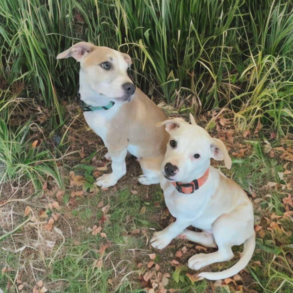 Enlarge Patty, a Adoptable mixed breed in Phoenix, AZ image 4/6