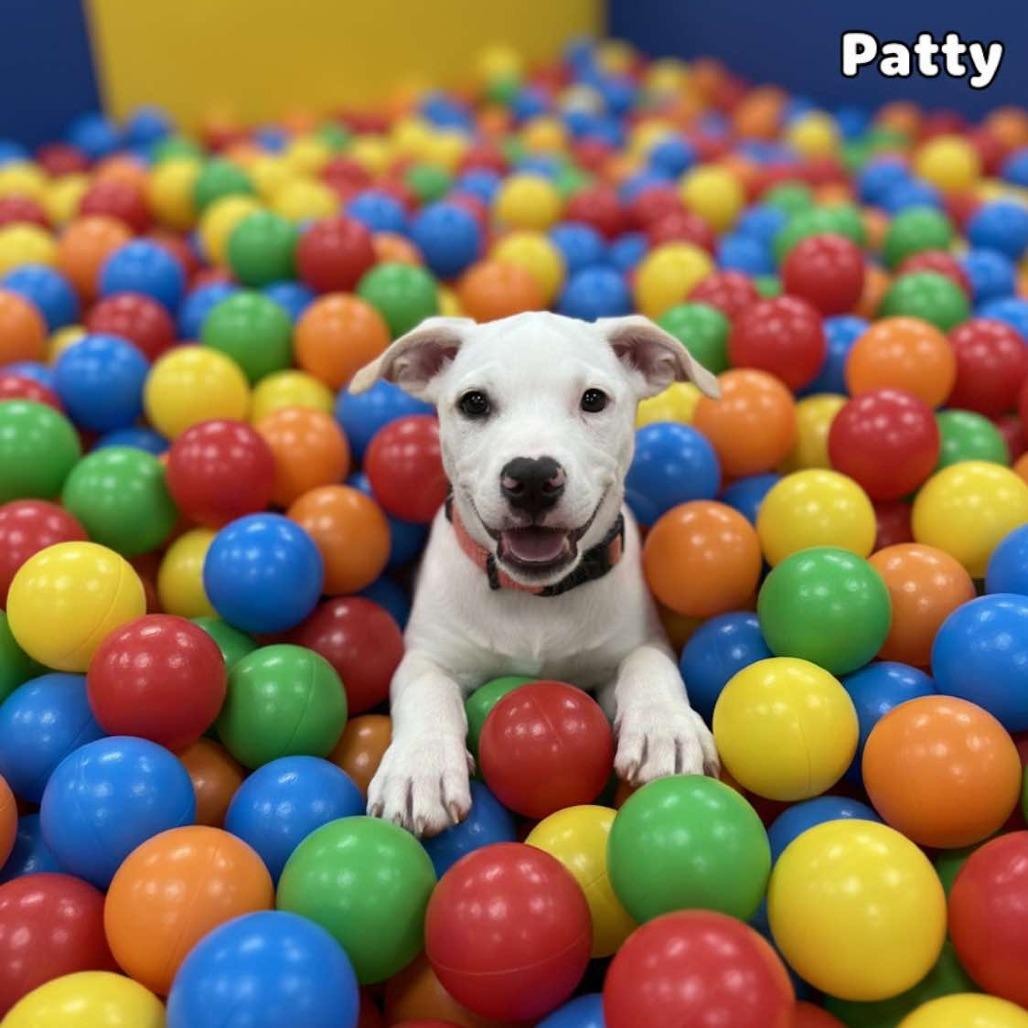 Enlarge Patty, a Adoptable mixed breed in Phoenix, AZ image 5/6