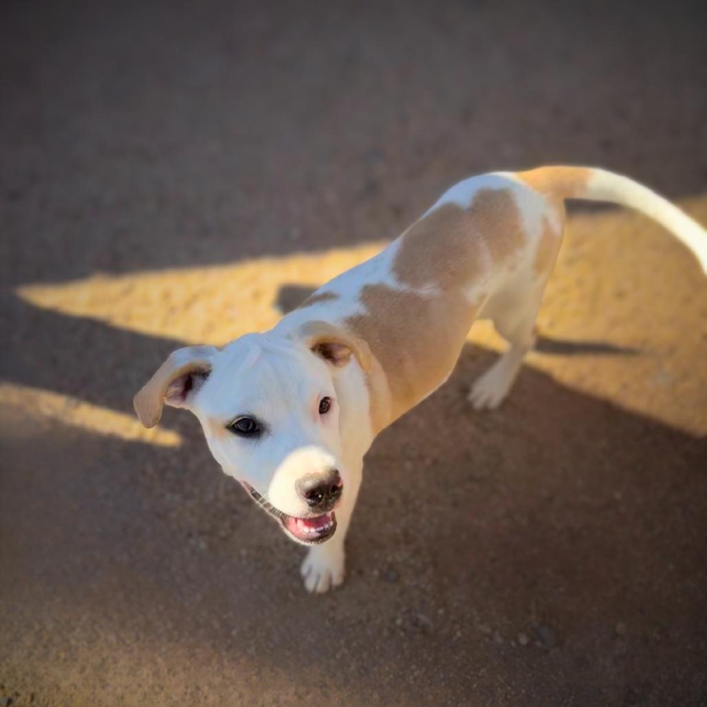 Enlarge Patty, a Adoptable mixed breed in Phoenix, AZ image 6/6
