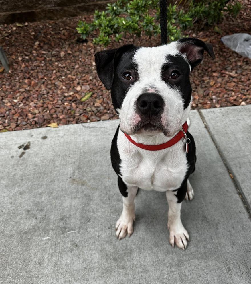 Enlarge Junior, a Adoptable Pit Bull Terrier in Los Angeles, CA image 1/1