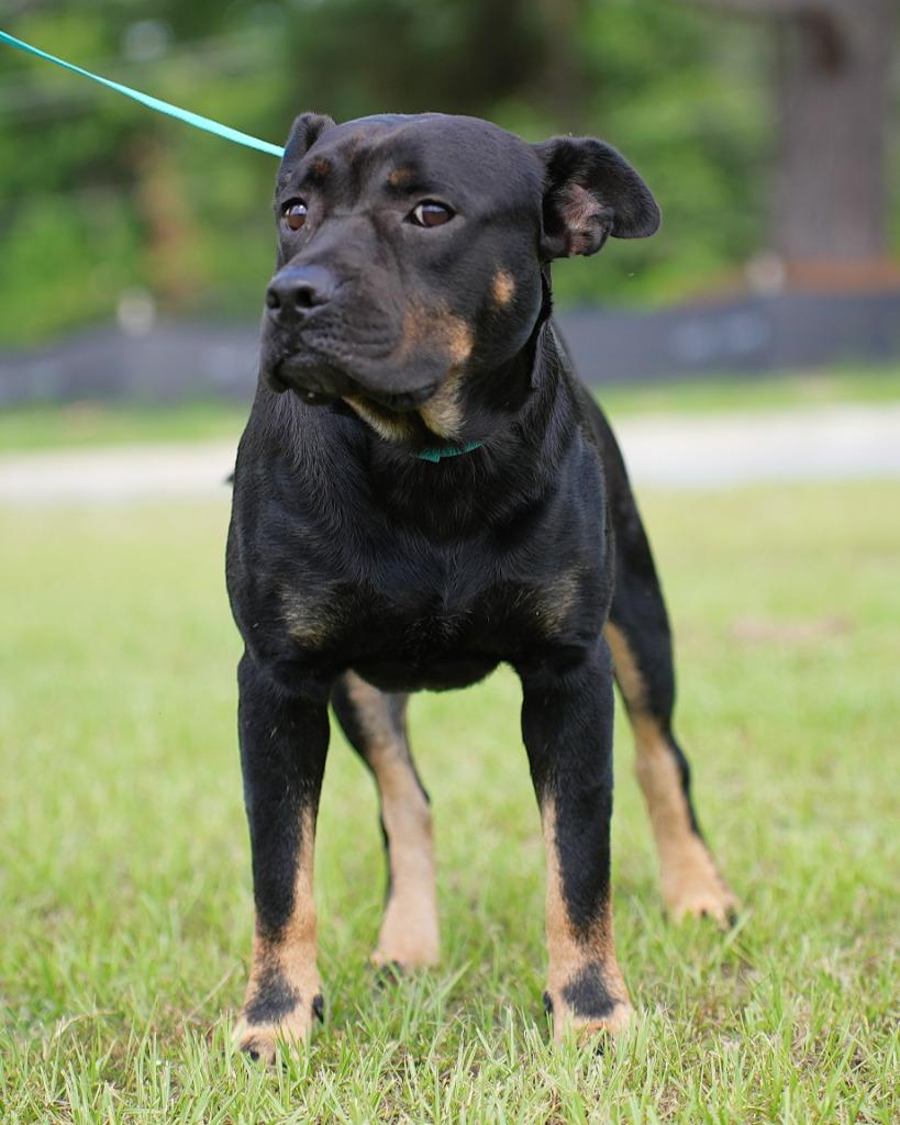 Watson, Adoptable, Young Male Terrier.