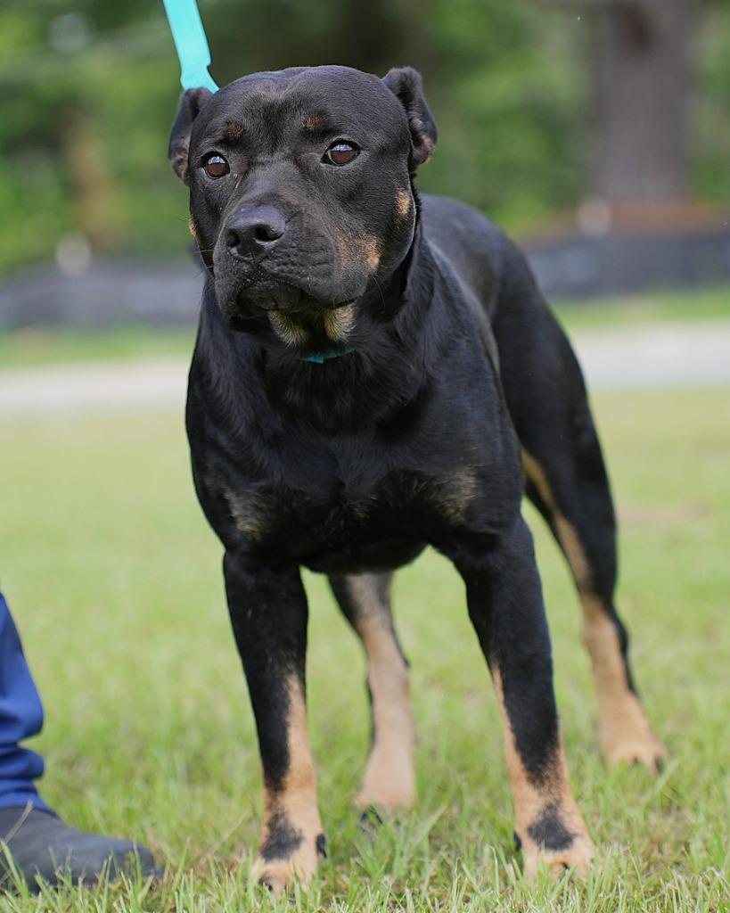 Watson, a Adoptable mixed breed in Springfield, GA image 2/2