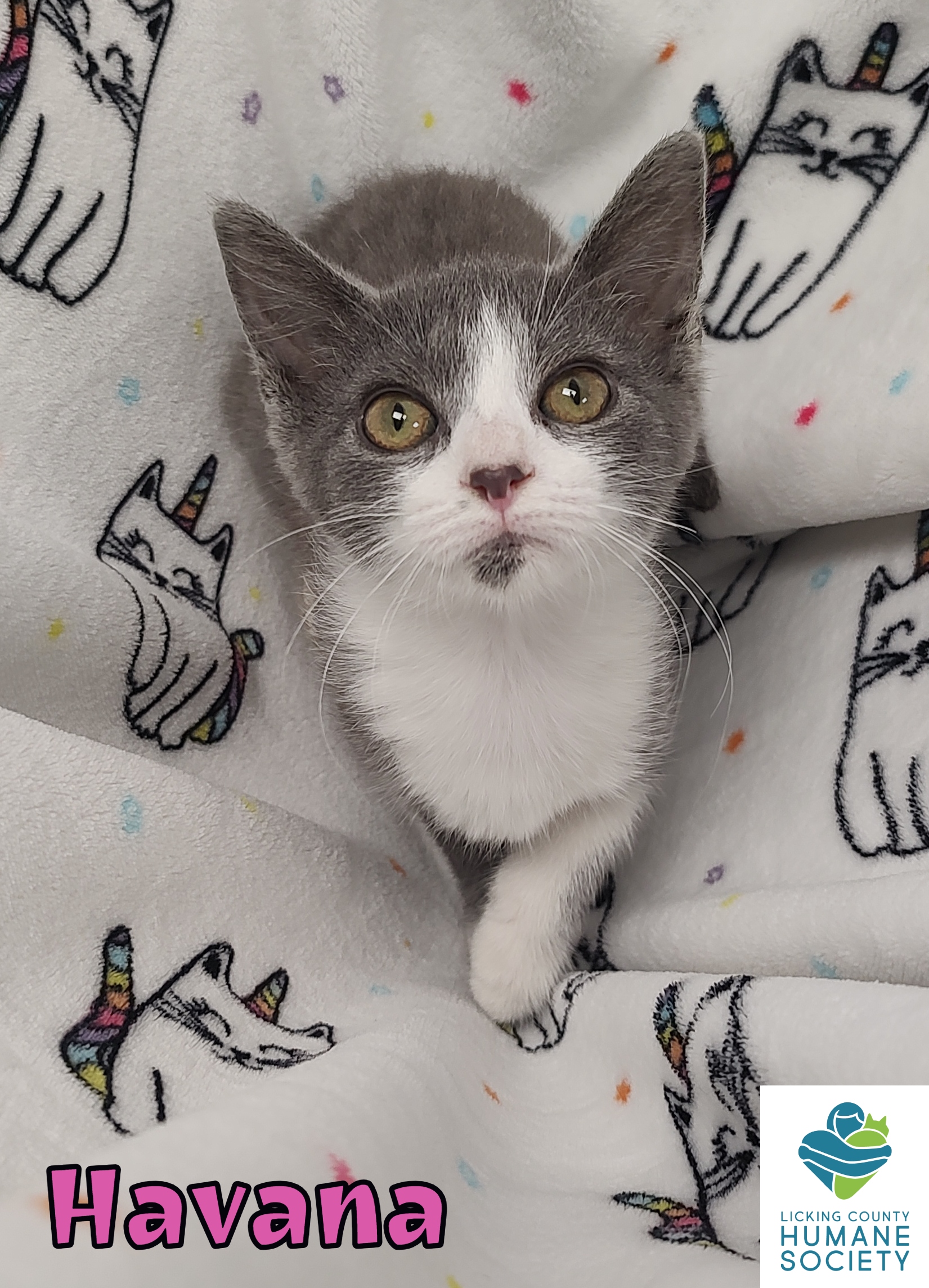 Havana, Baby Female Domestic Short Hair