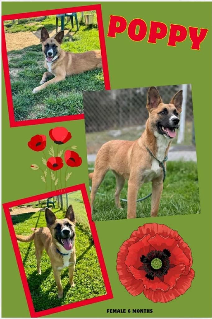 Enlarge Poppy, a Adoptable mixed breed in Blountville, TN image 1/2