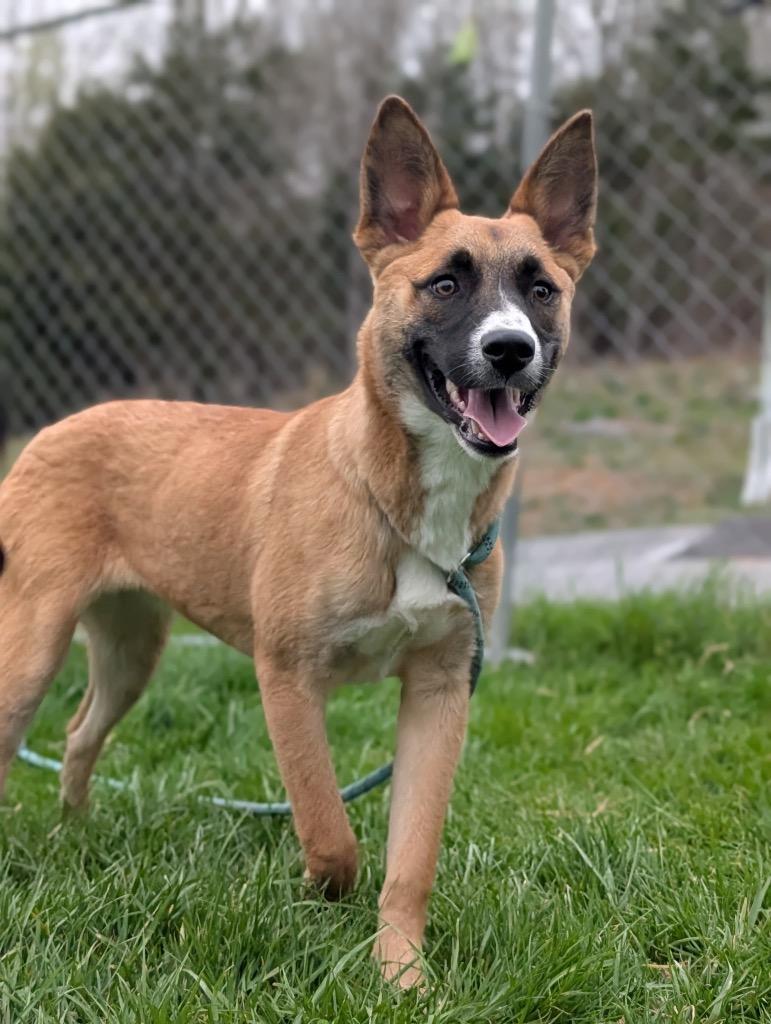Enlarge Poppy, a Adoptable mixed breed in Blountville, TN image 1/1