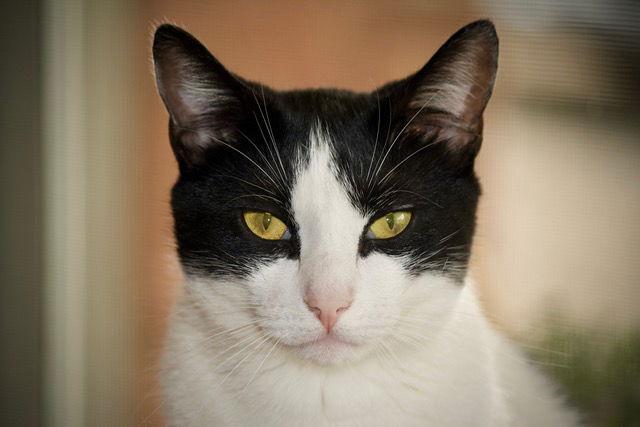 BATMAN, Adoptable, Young Male Domestic Short Hair.