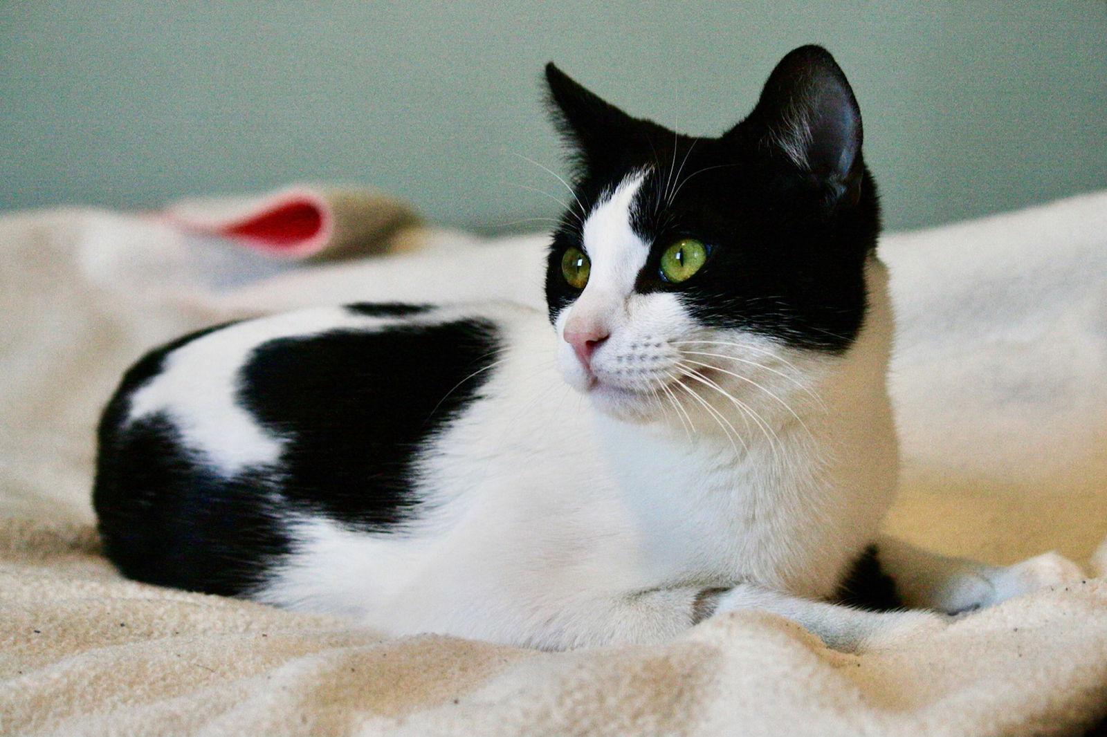 Batman (Bonded with Chicklet), Adoptable, Young Male Domestic Short Hair.